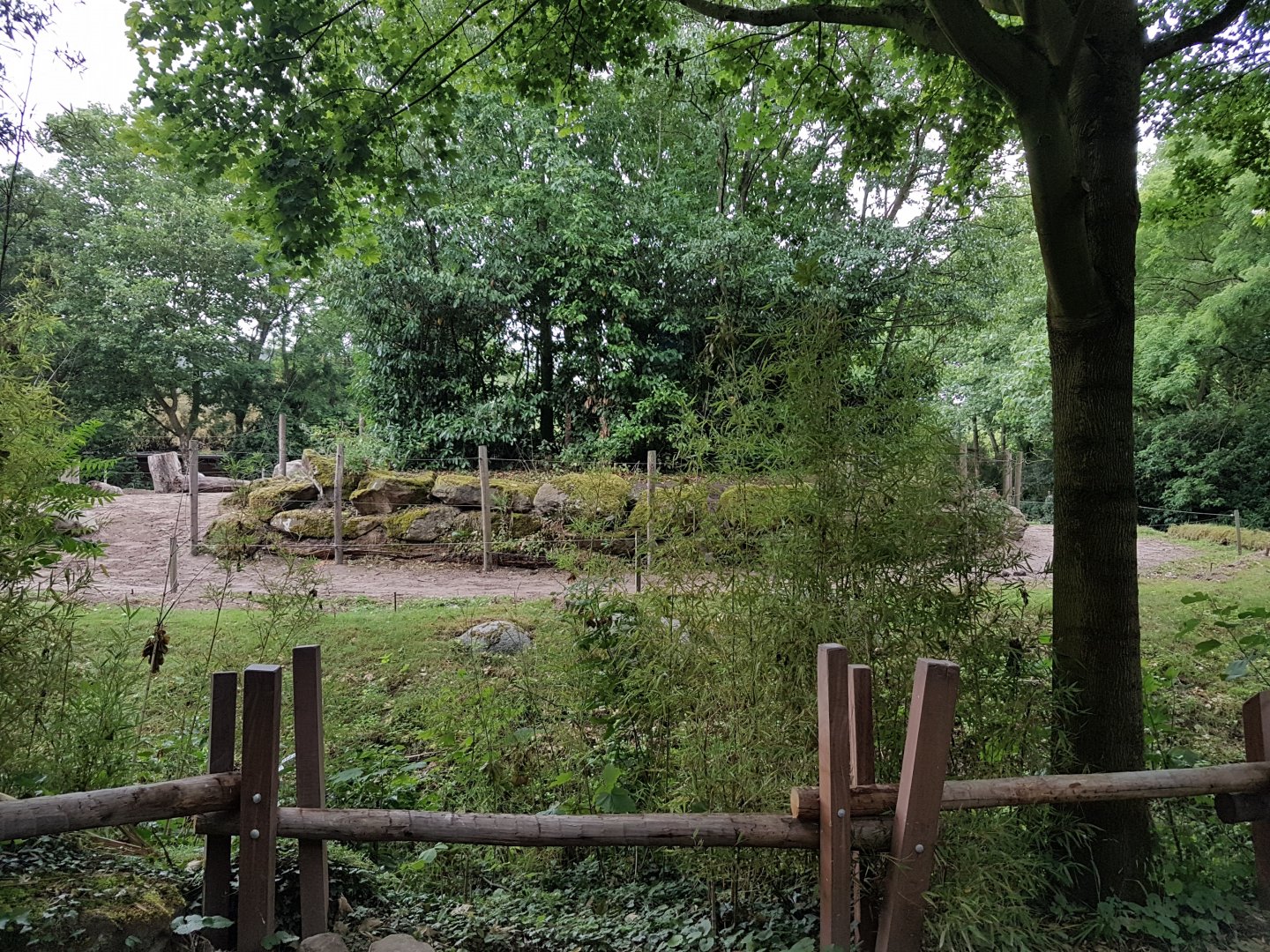 Tree-island in Elephant outdoor-enclosure
