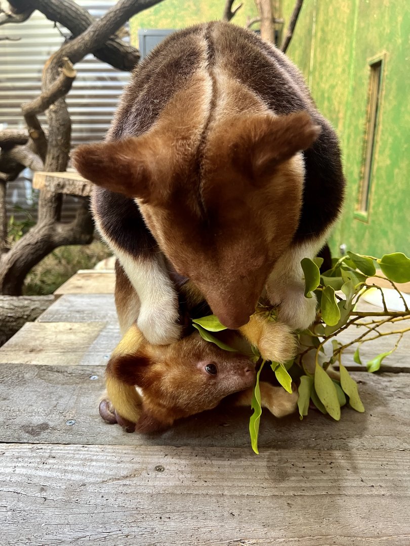 Tree Kanagroo Joey and mum