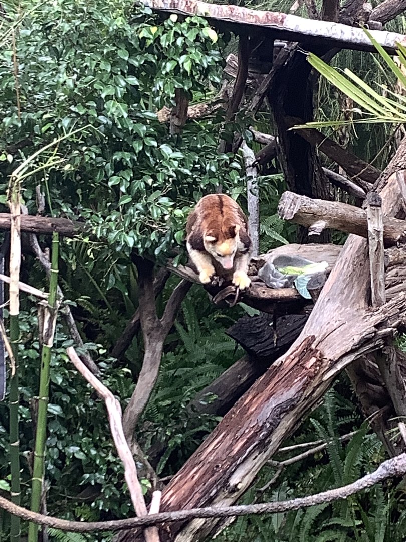 Tree Kangaroo 10/9/21