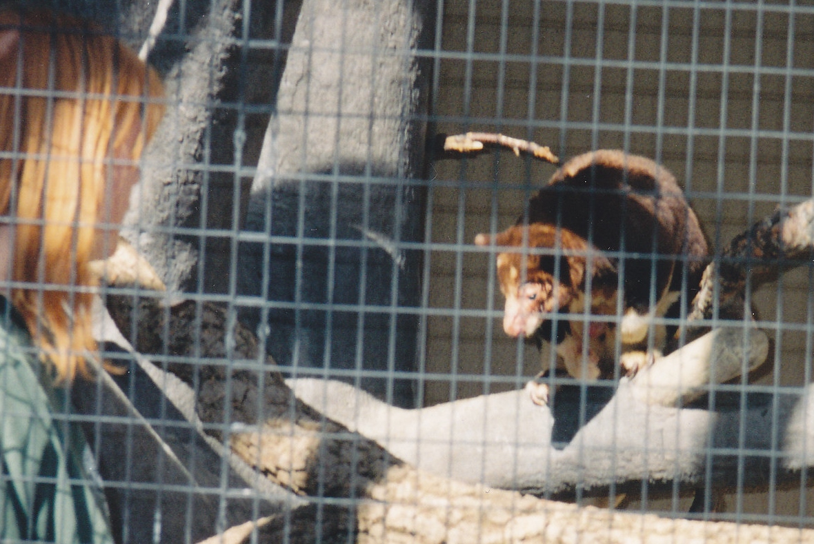 Tree Kangaroo 1990's