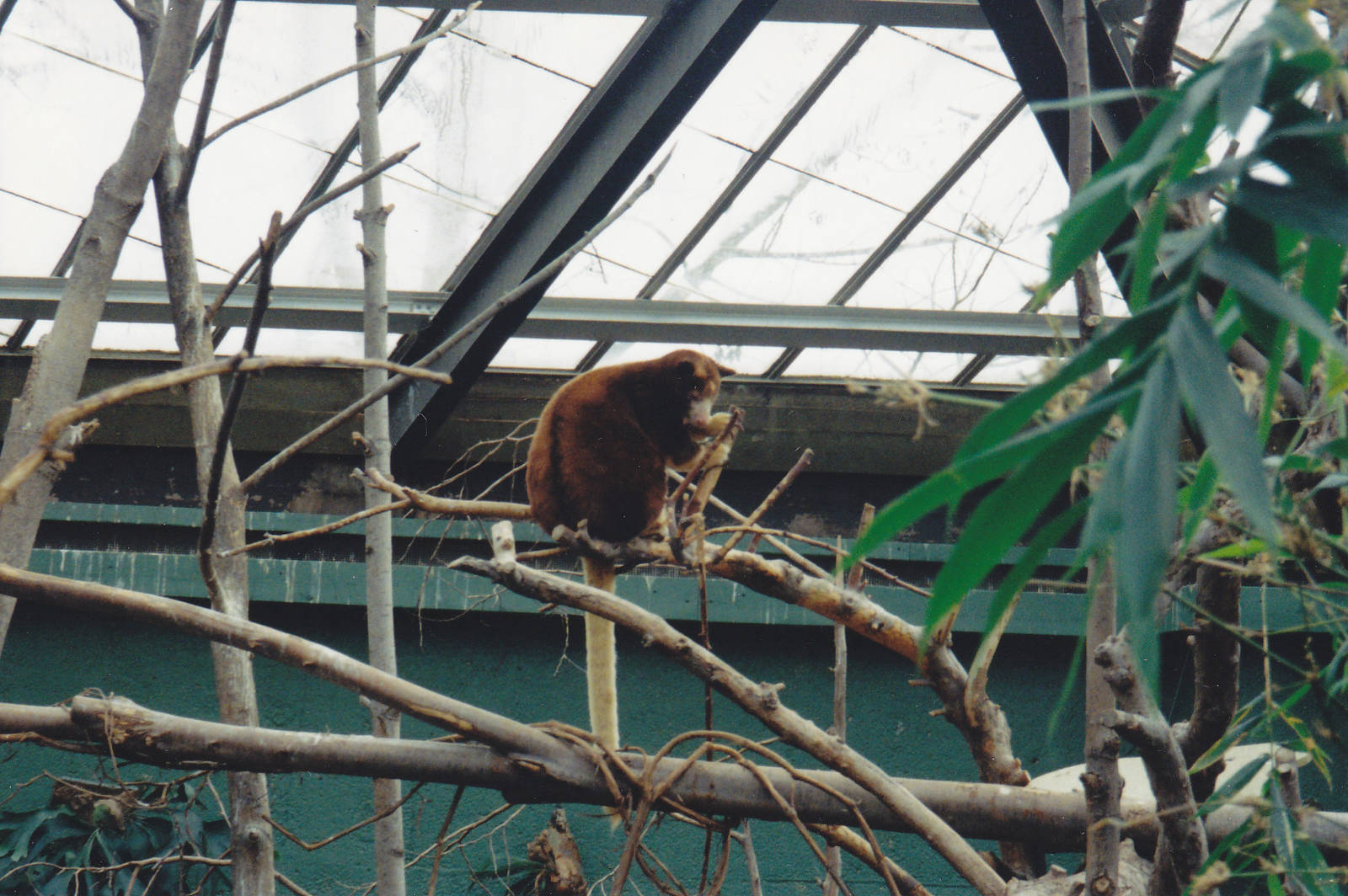 Tree Kangaroo 1990's