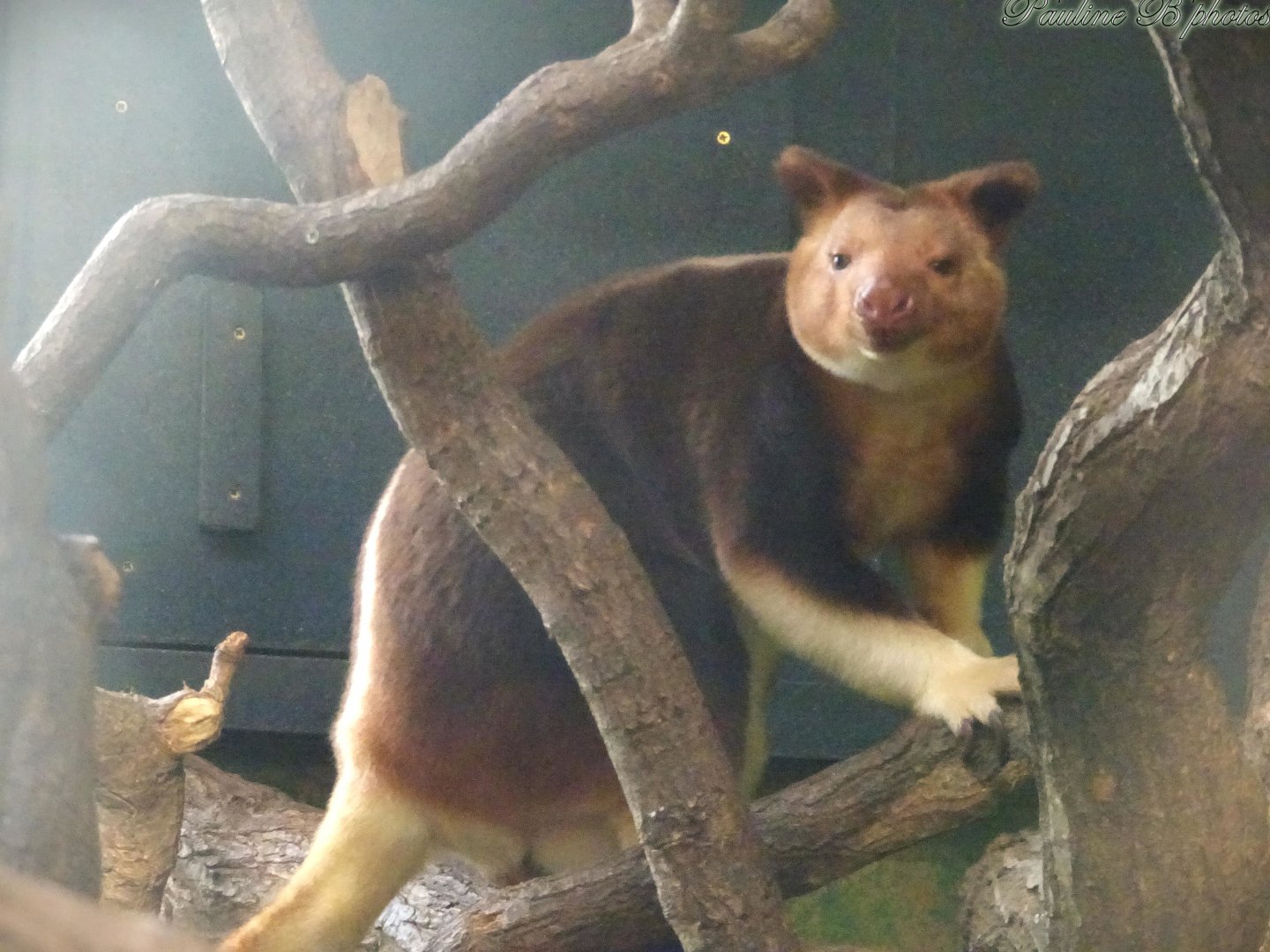 Tree Kangaroo 2 November 2025