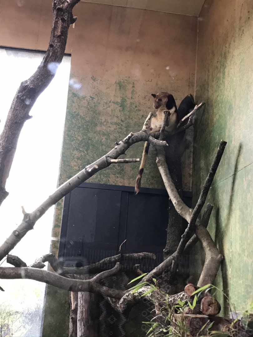 Tree kangaroo (2020)