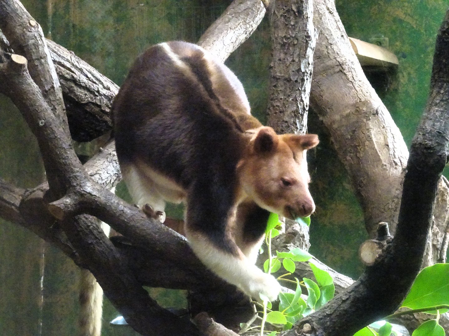 Tree Kangaroo 6 September 2025