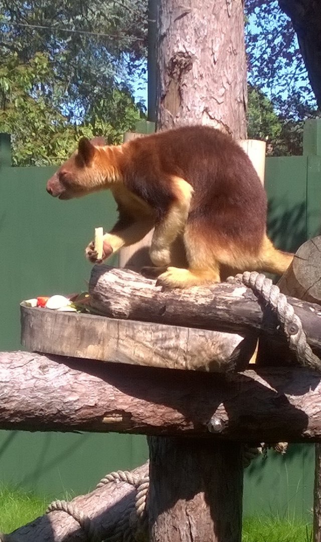 tree kangaroo alfresco