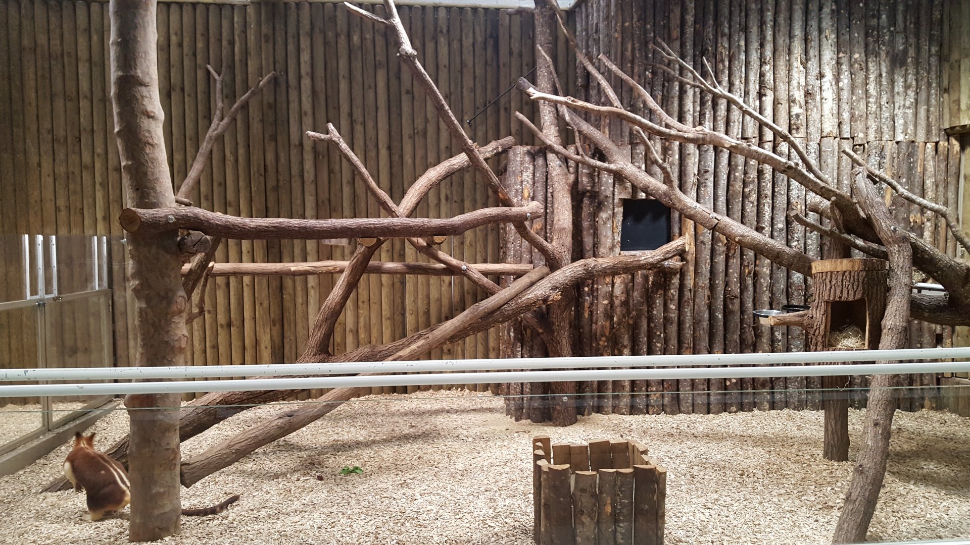 tree kangaroo and clouded rat enclosure