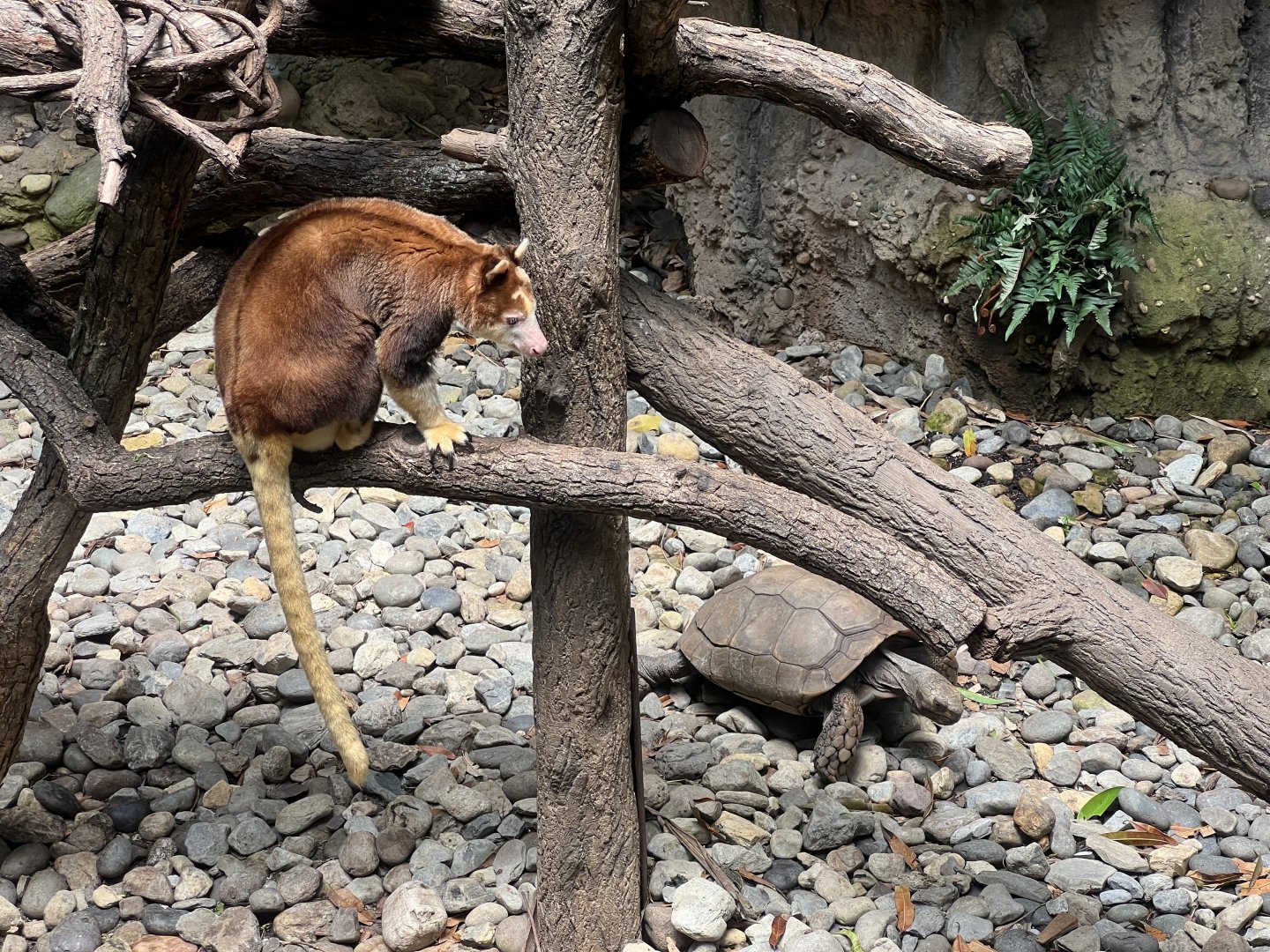 Tree Kangaroo and Tortoise