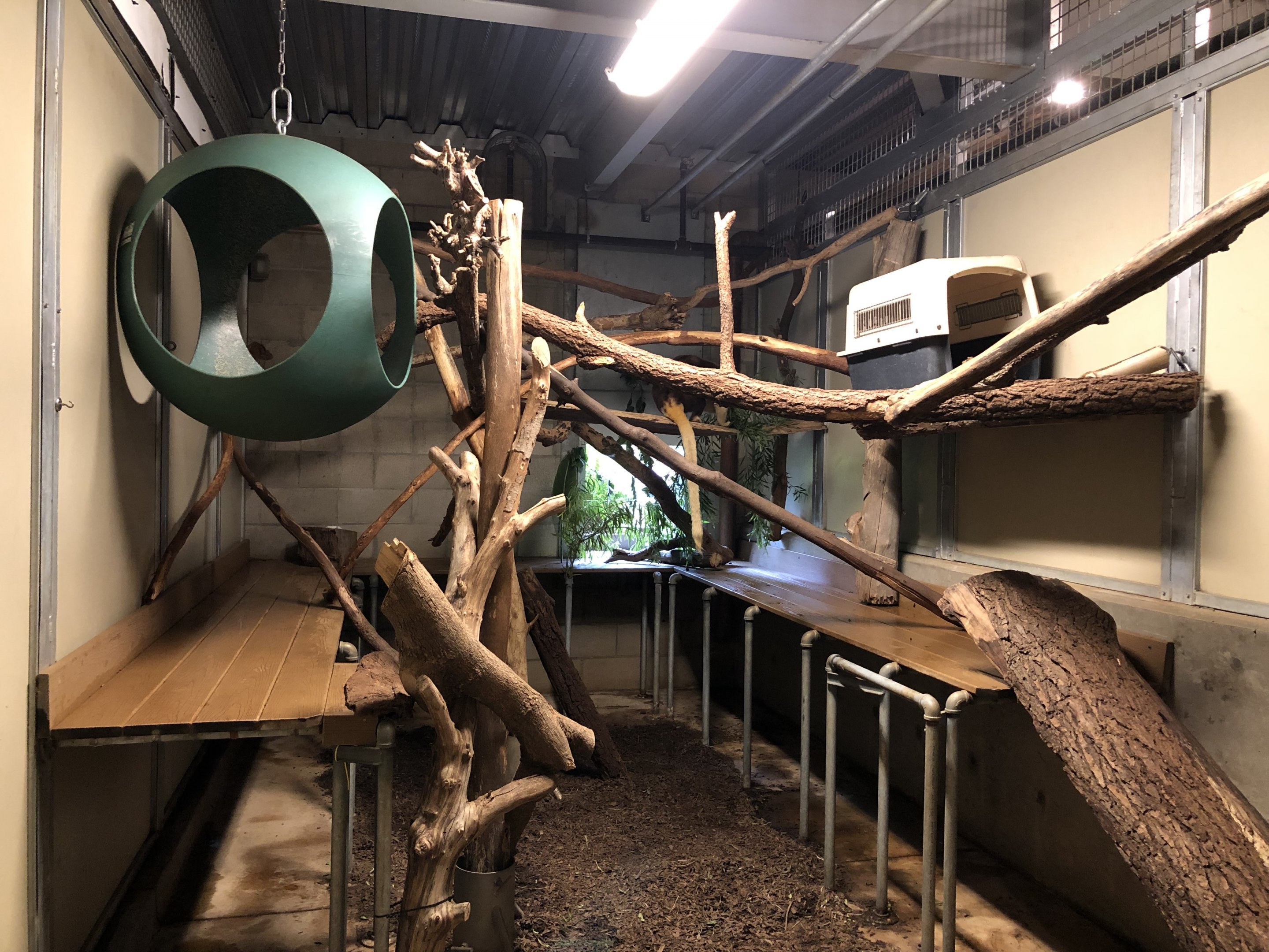 Tree kangaroo bedroom