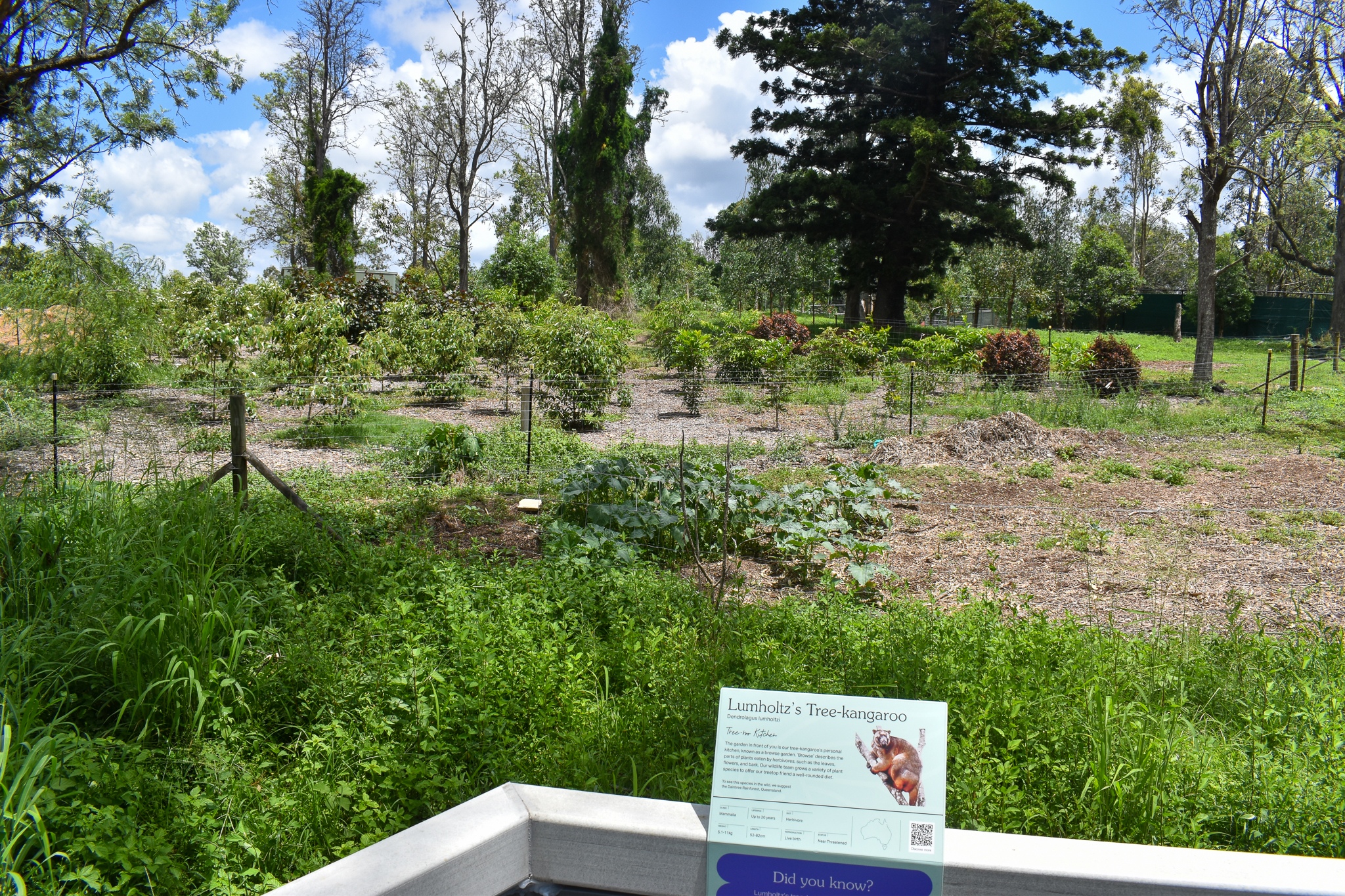 Tree-Kangaroo Browse Garden