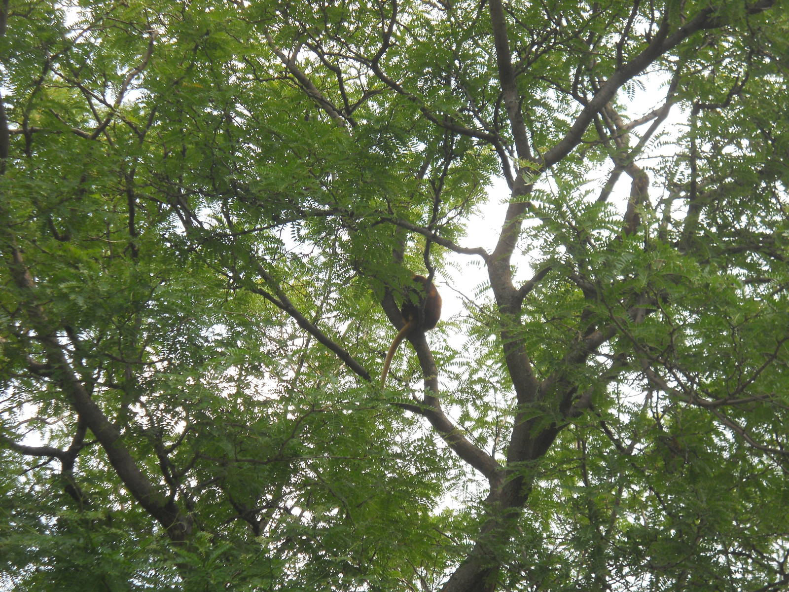 Tree Kangaroo (can't remember the species)