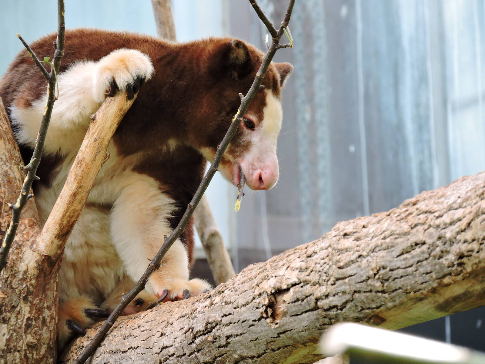 Tree Kangaroo - Collins