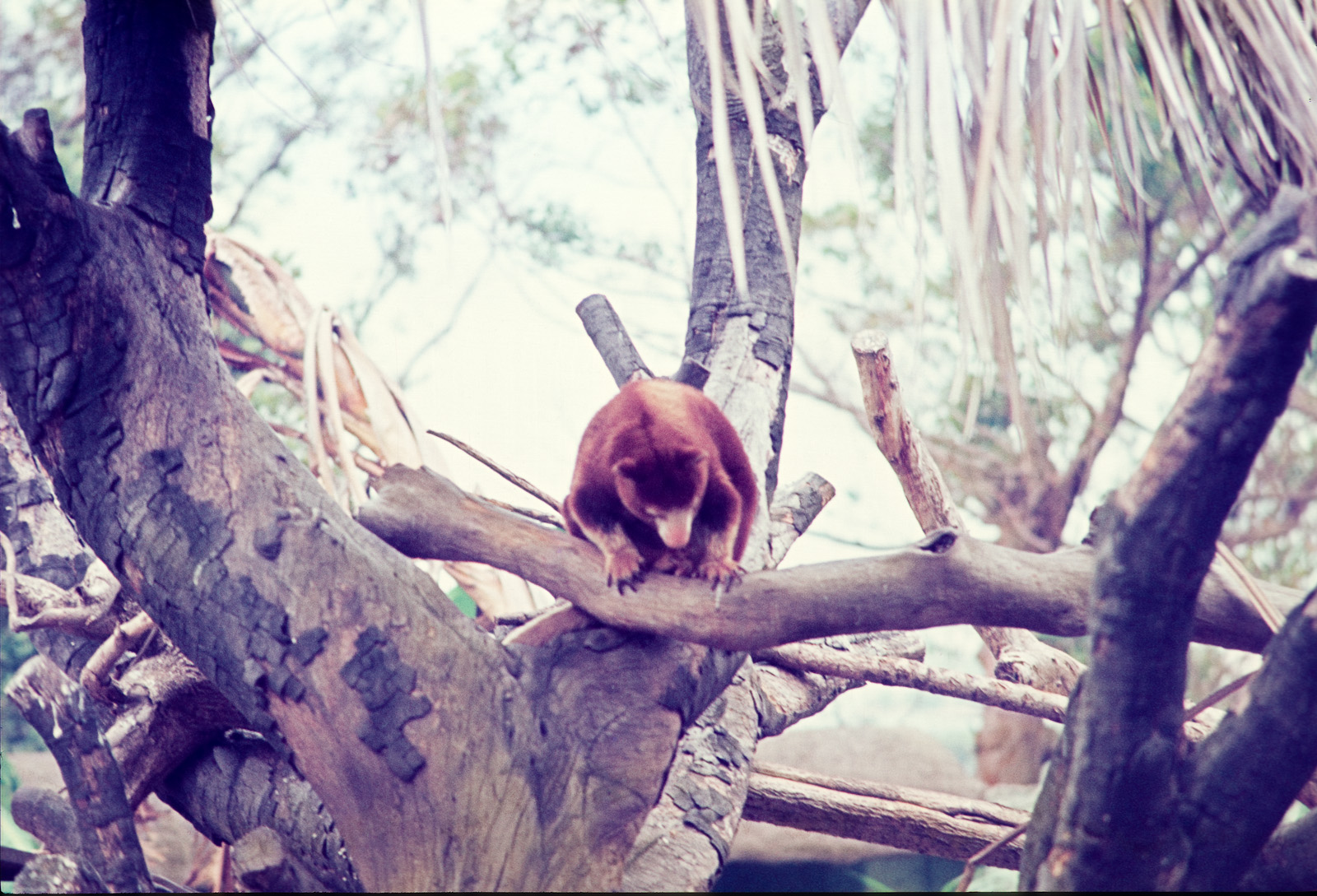 Tree Kangaroo - Dec 1976