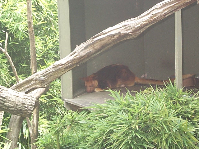 tree kangaroo Dec2001