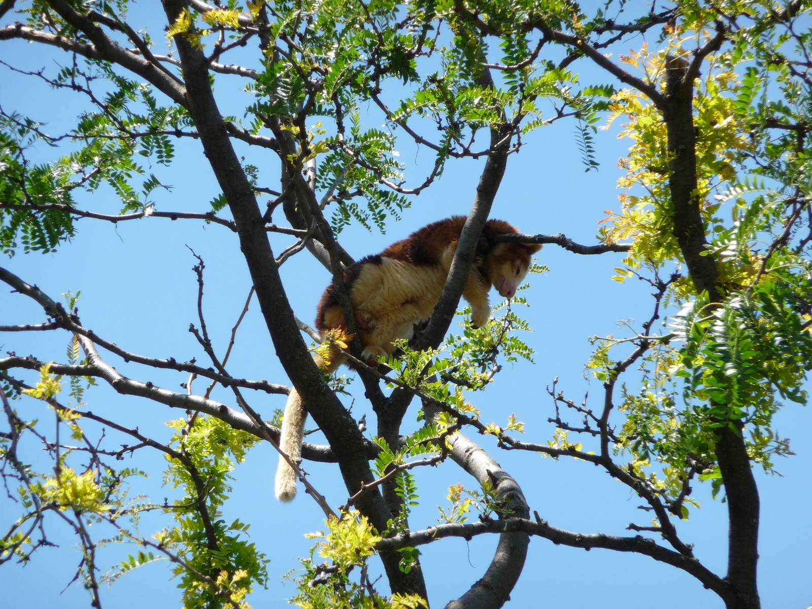 Tree Kangaroo - Detroit Zoo