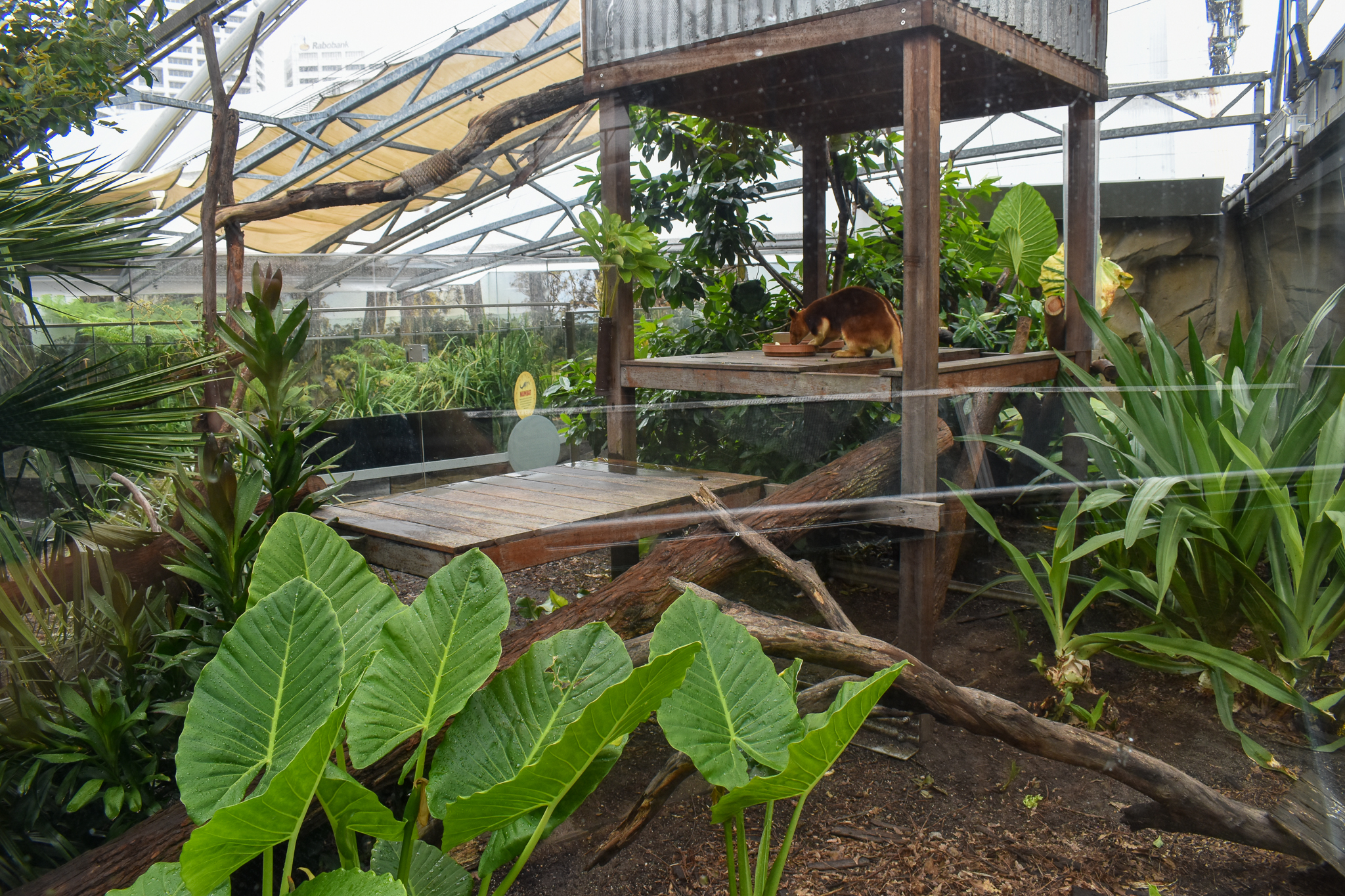 Tree Kangaroo/Echidna Enclosure