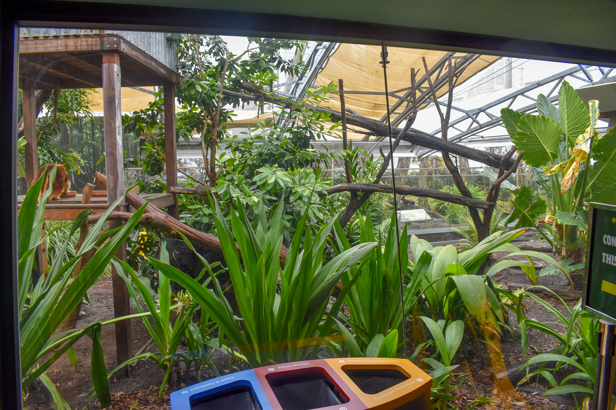 Tree Kangaroo/Echidna Enclosure