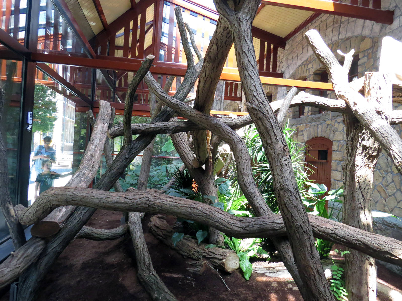 Tree kangaroo enclosure, June 2015