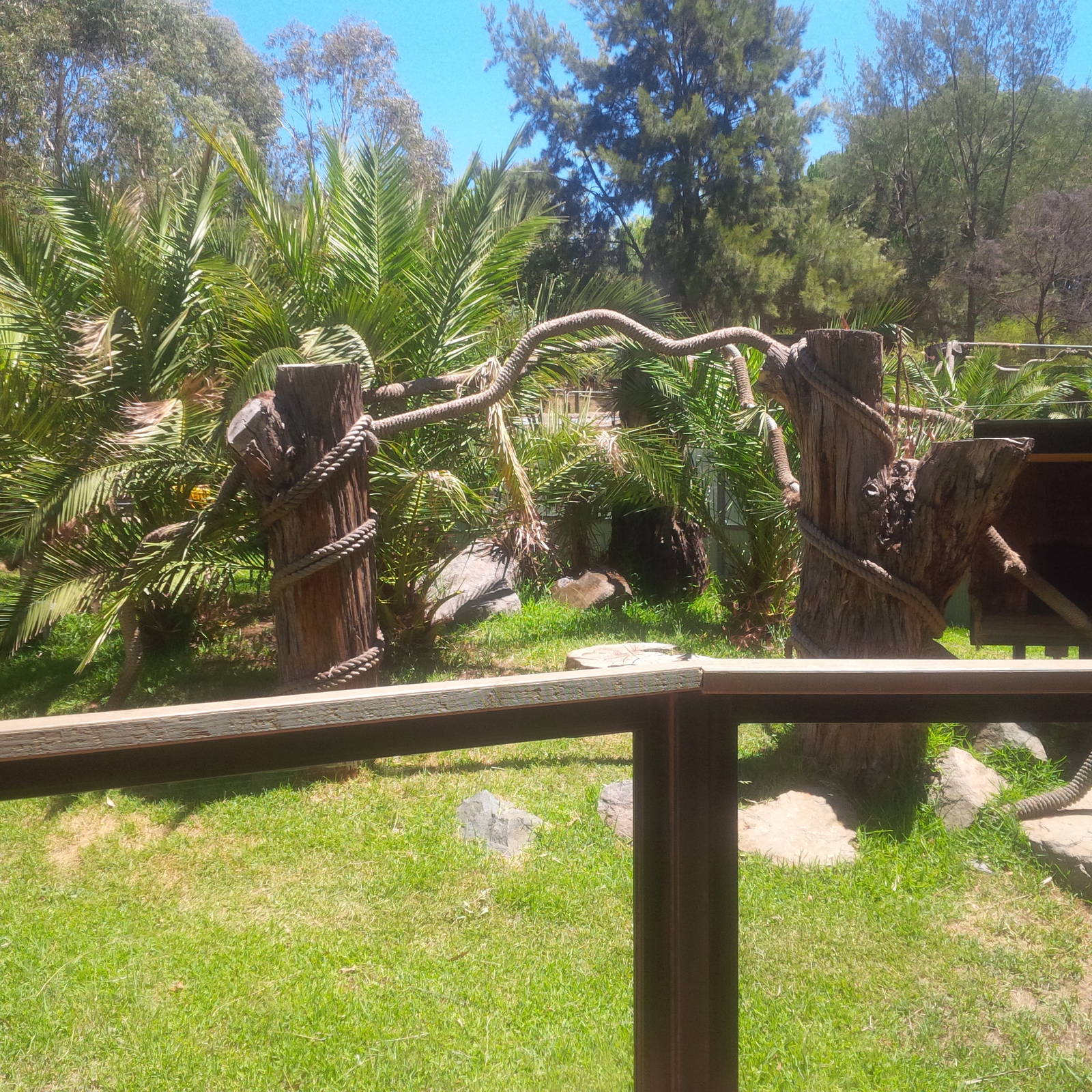 Tree Kangaroo enclosure