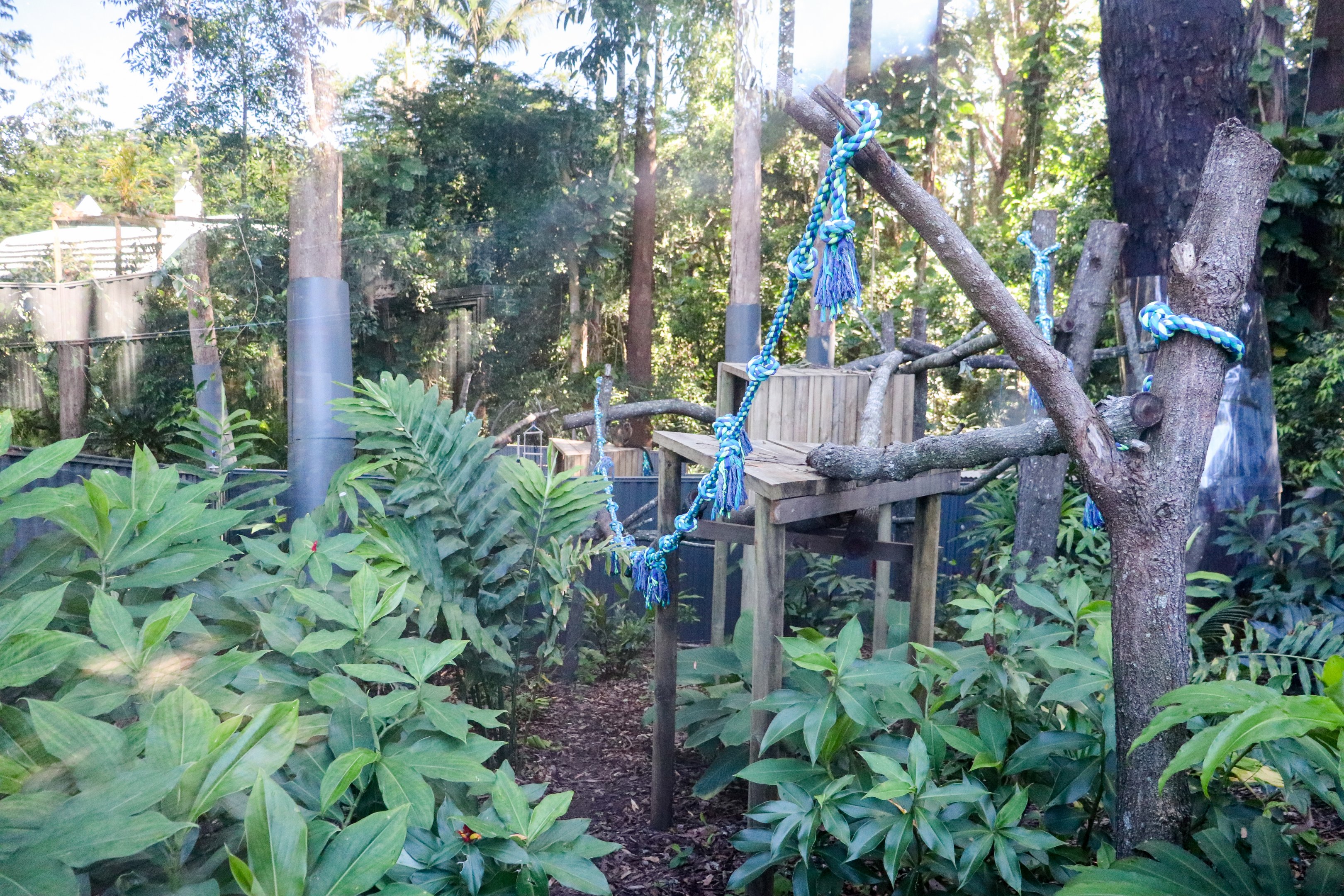 Tree Kangaroo Enclosure