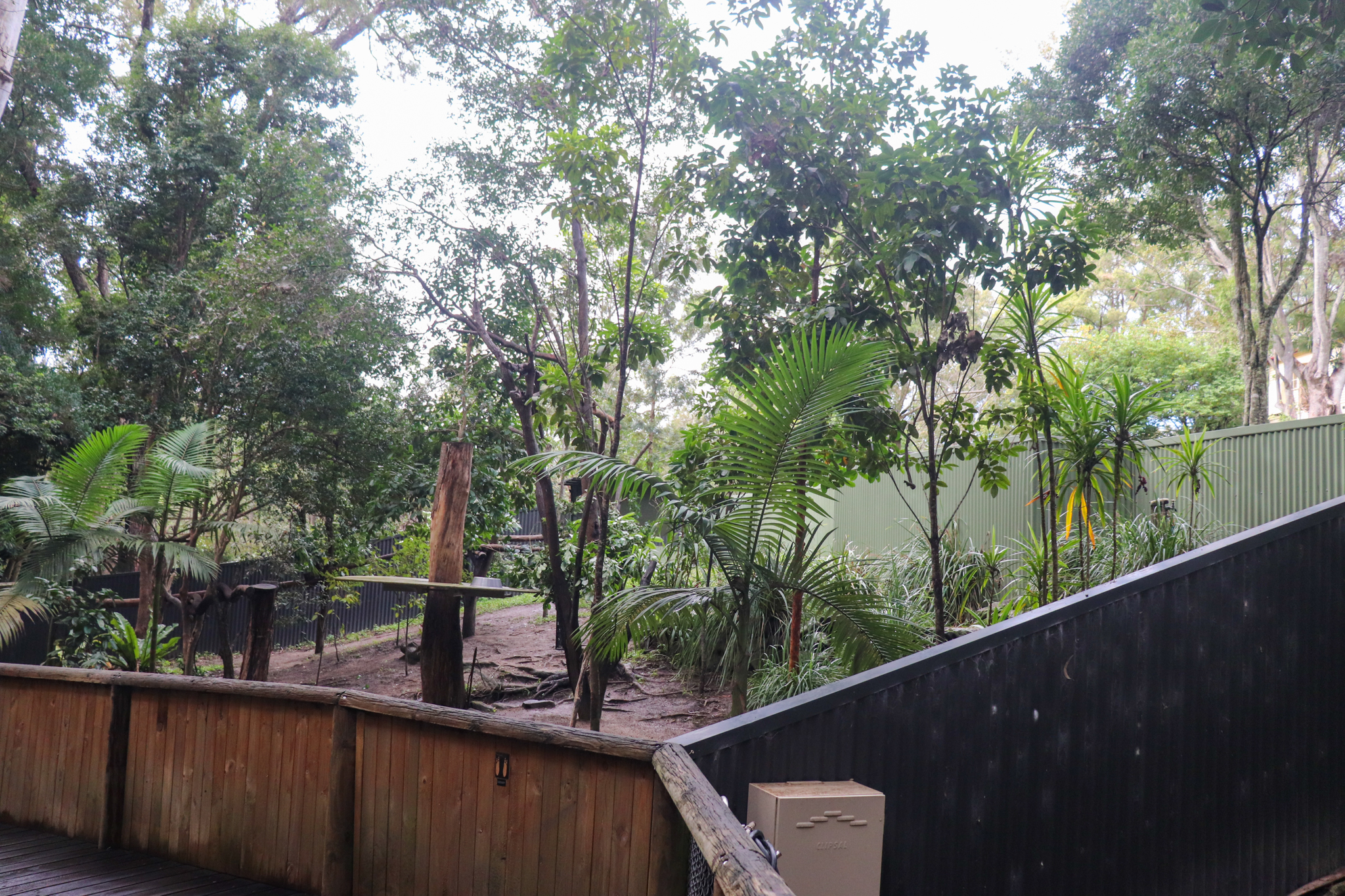 Tree Kangaroo Enclosure