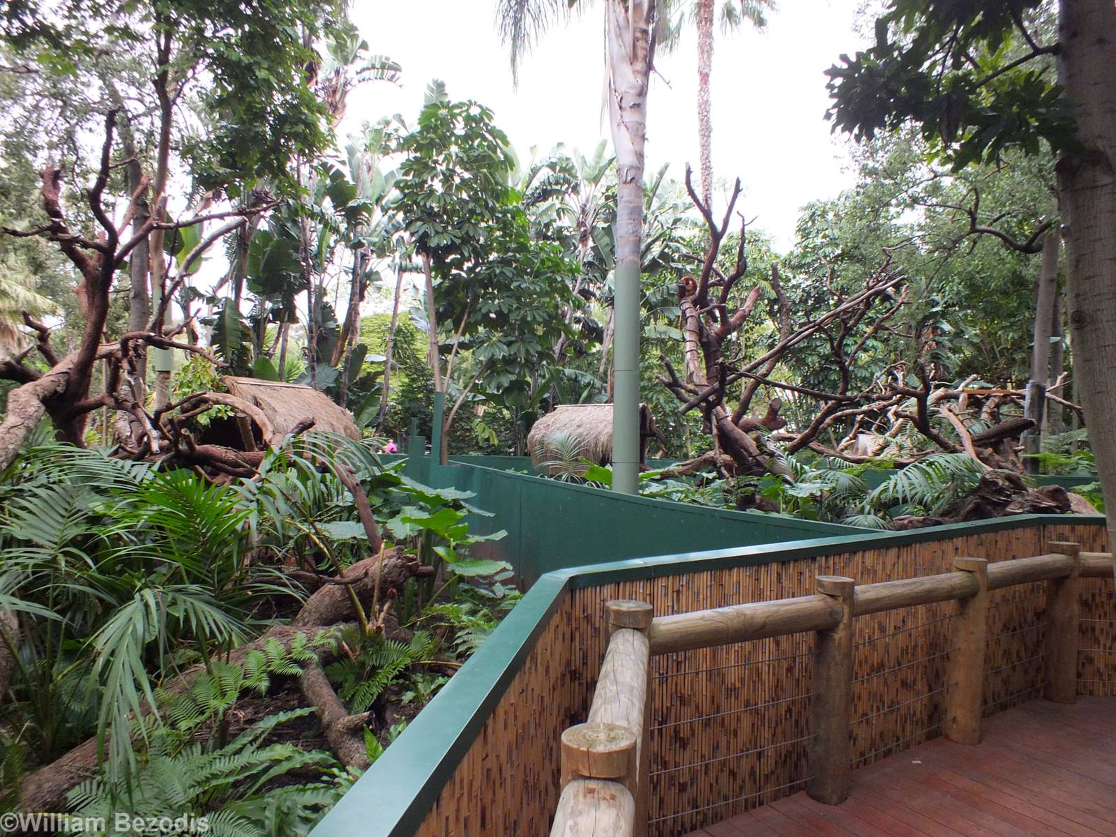 Tree Kangaroo Enclosures