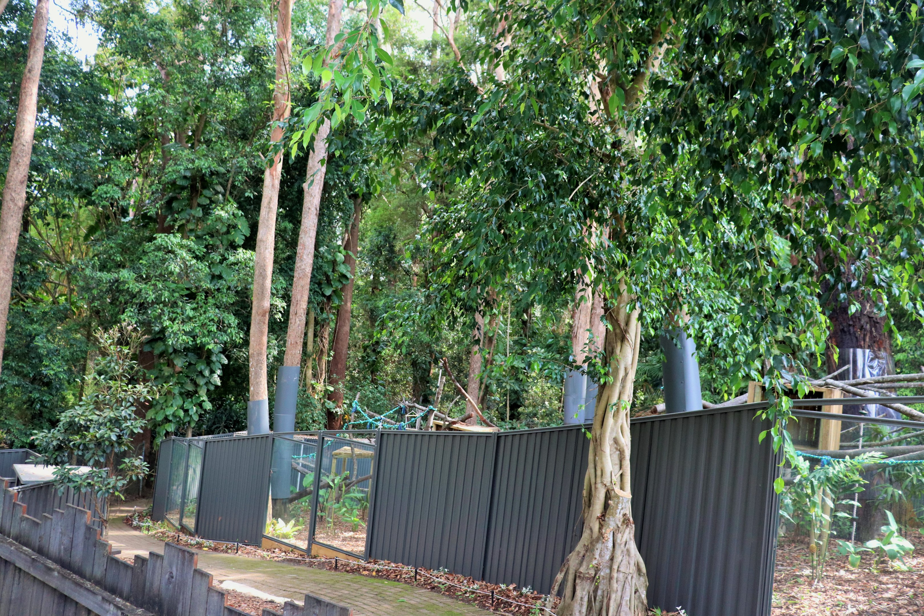 Tree Kangaroo Enclosures