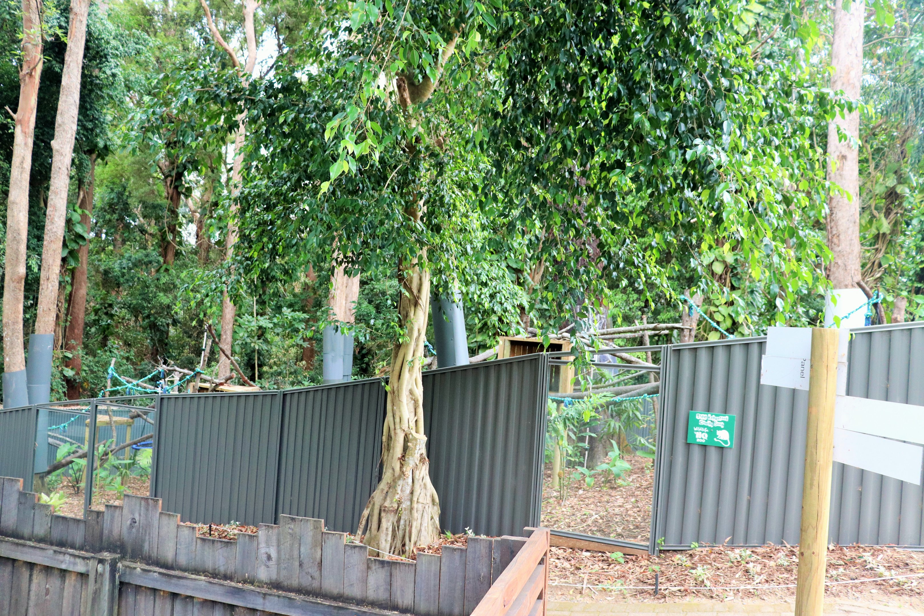 Tree Kangaroo Enclosures