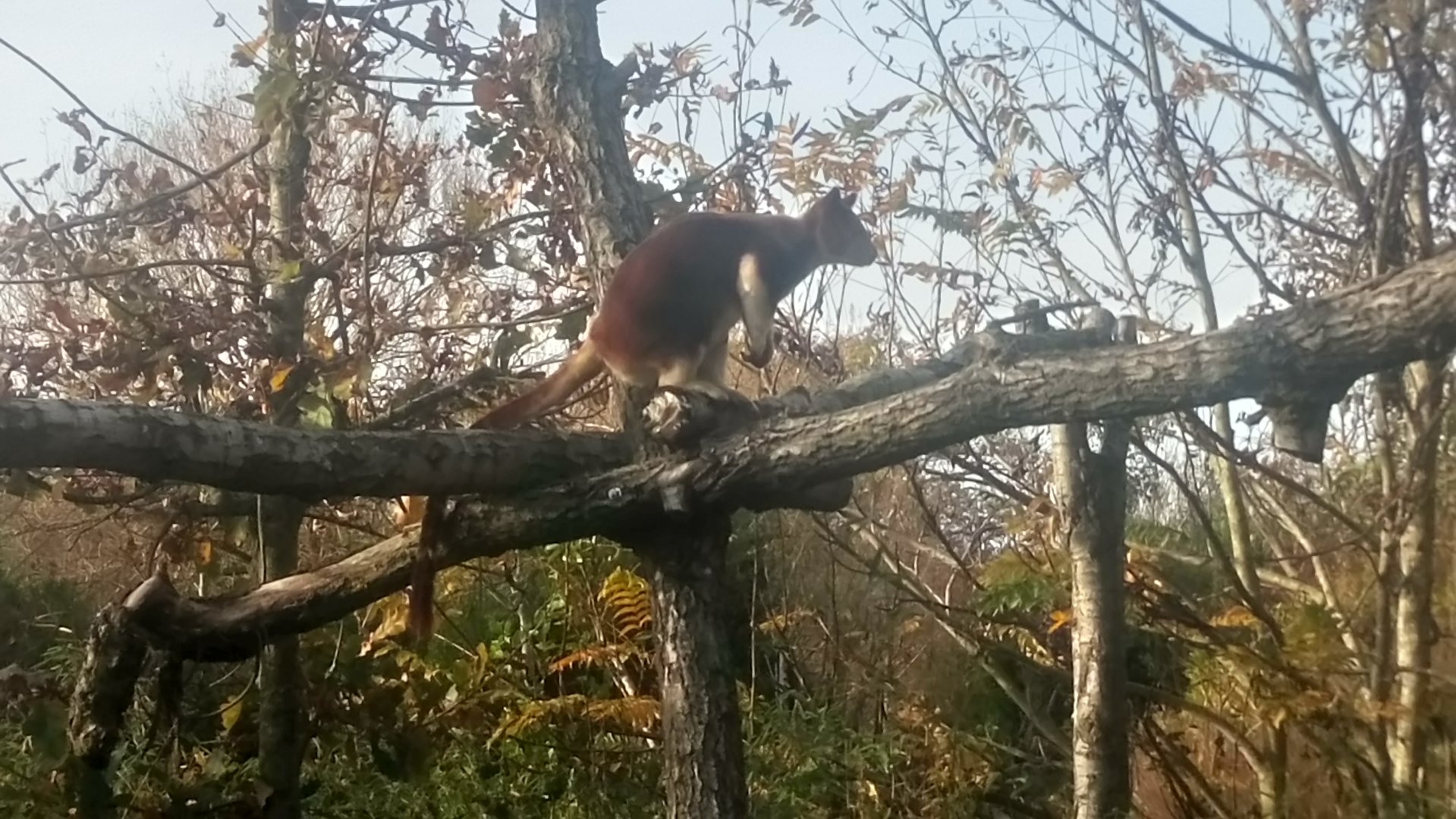 Tree Kangaroo enjoying the winter sunshine!