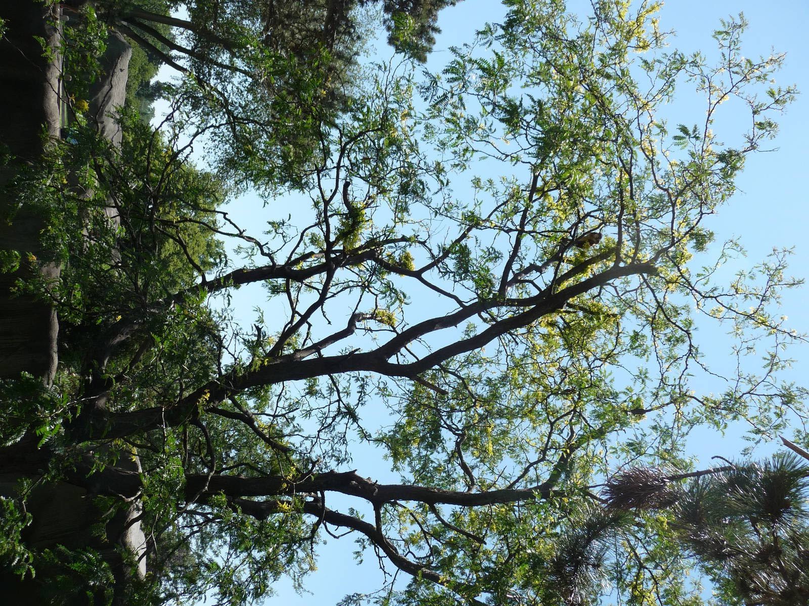 Tree Kangaroo Exhibit - Detroit Zoo