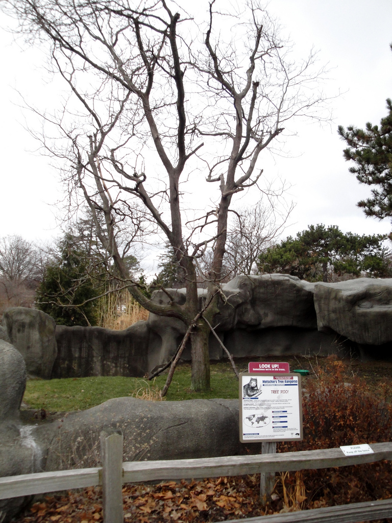 Tree Kangaroo Exhibit