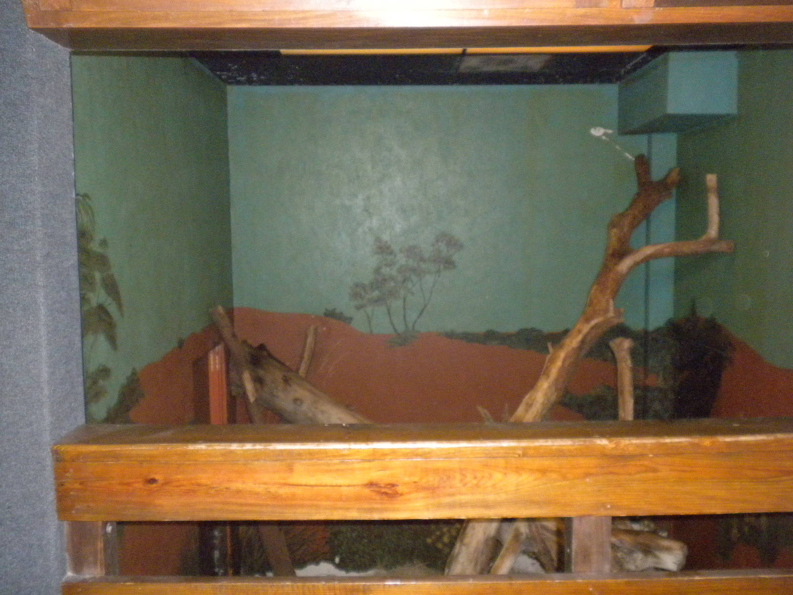 Tree Kangaroo exhibit