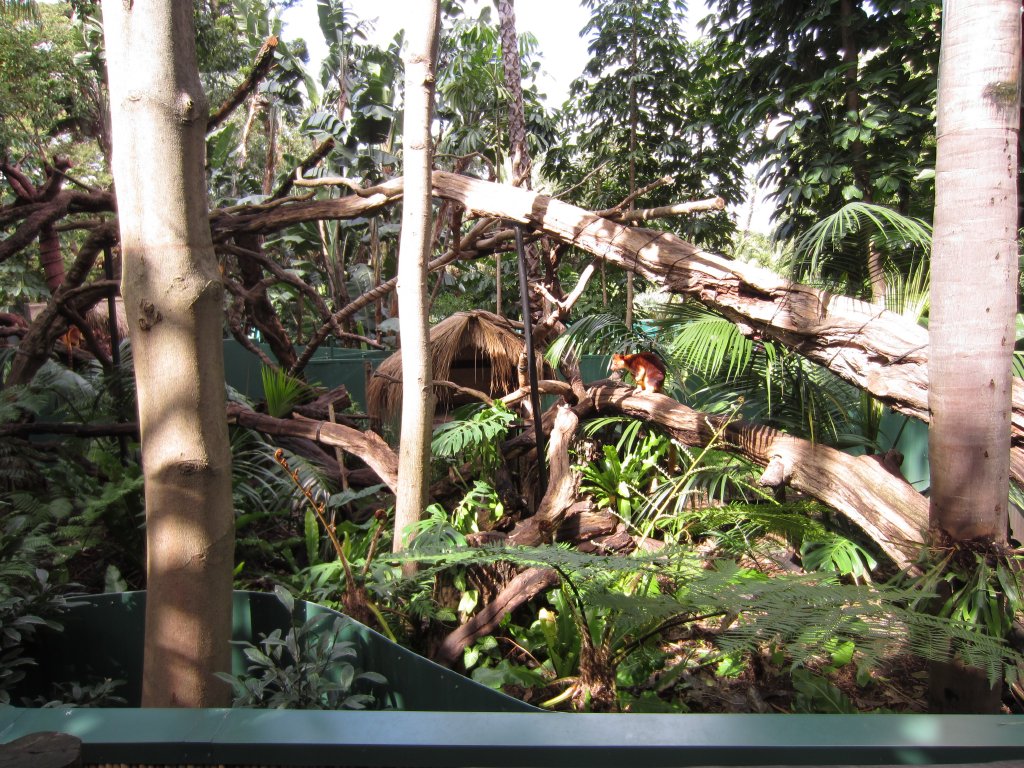 Tree Kangaroo exhibit