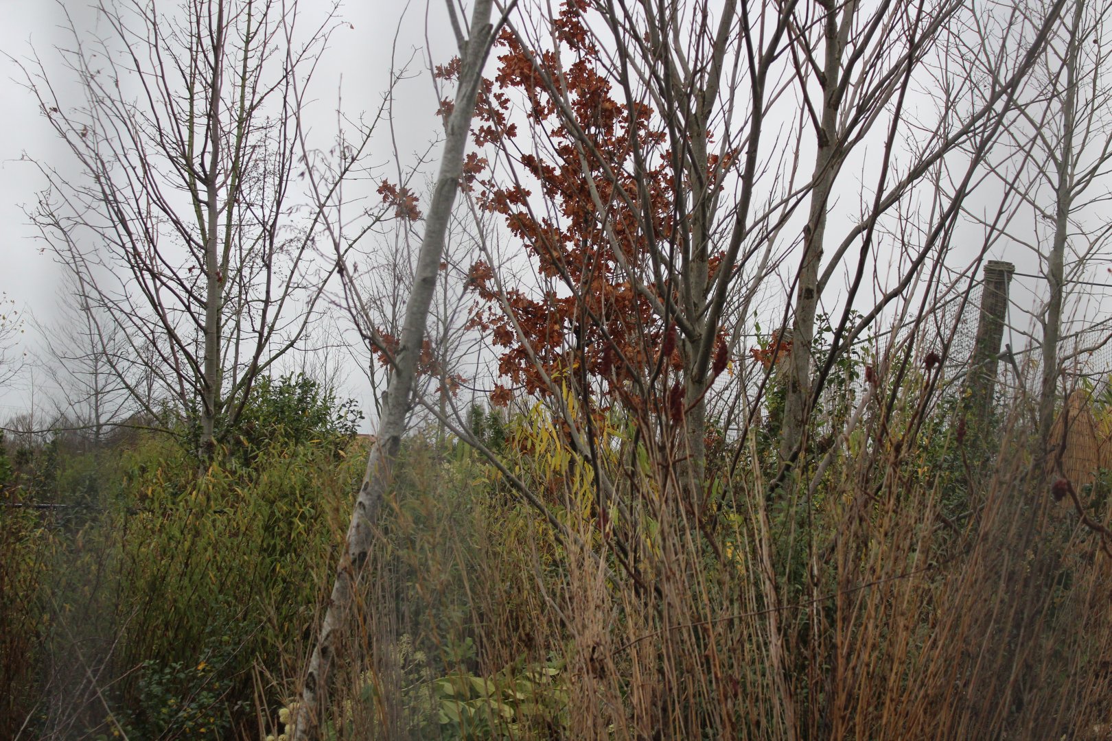 Tree Kangaroo Exhibit