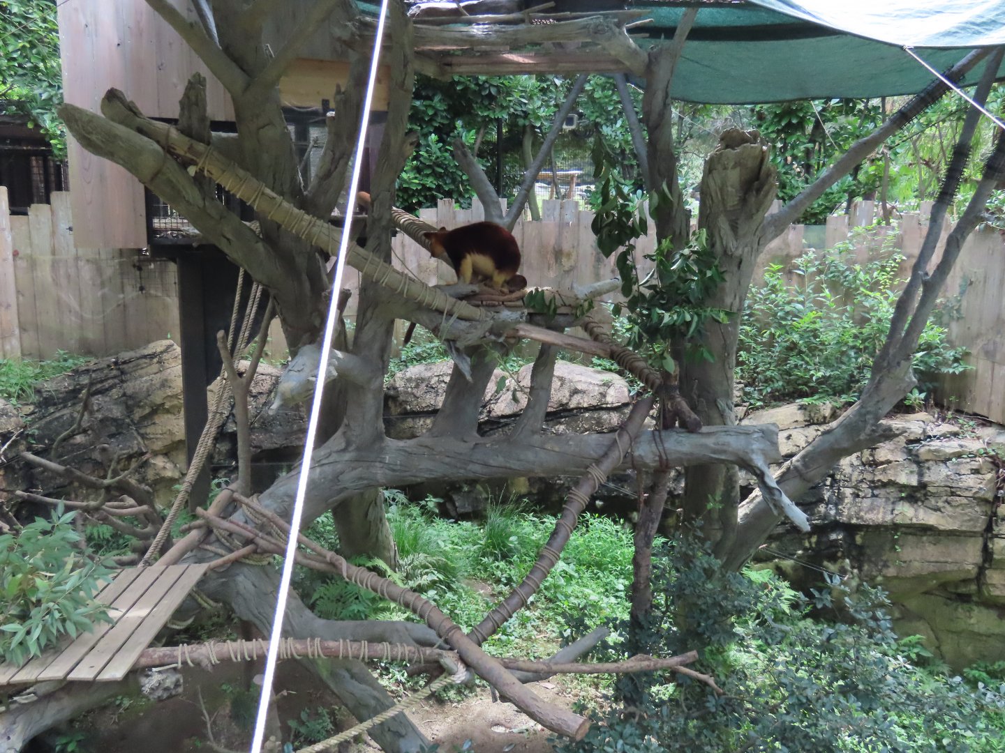 Tree kangaroo exhibit