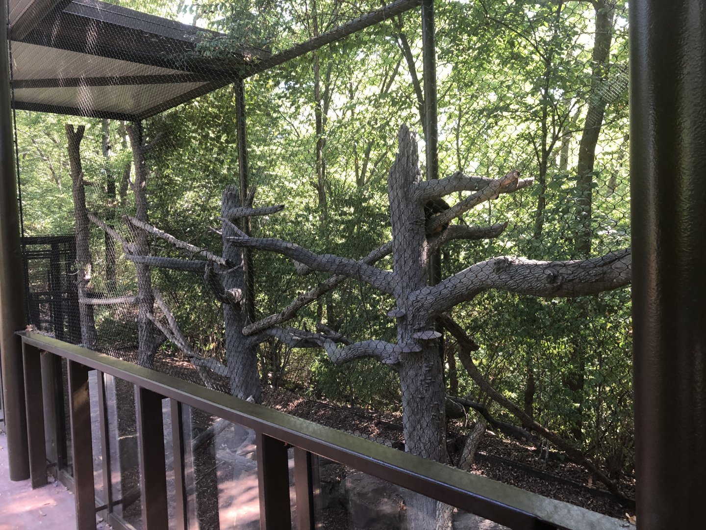 Tree Kangaroo Exhibit