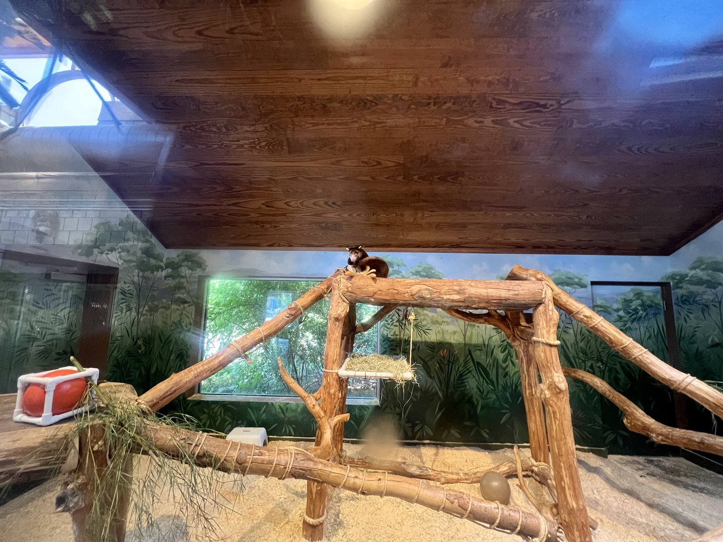 Tree Kangaroo Exhibit