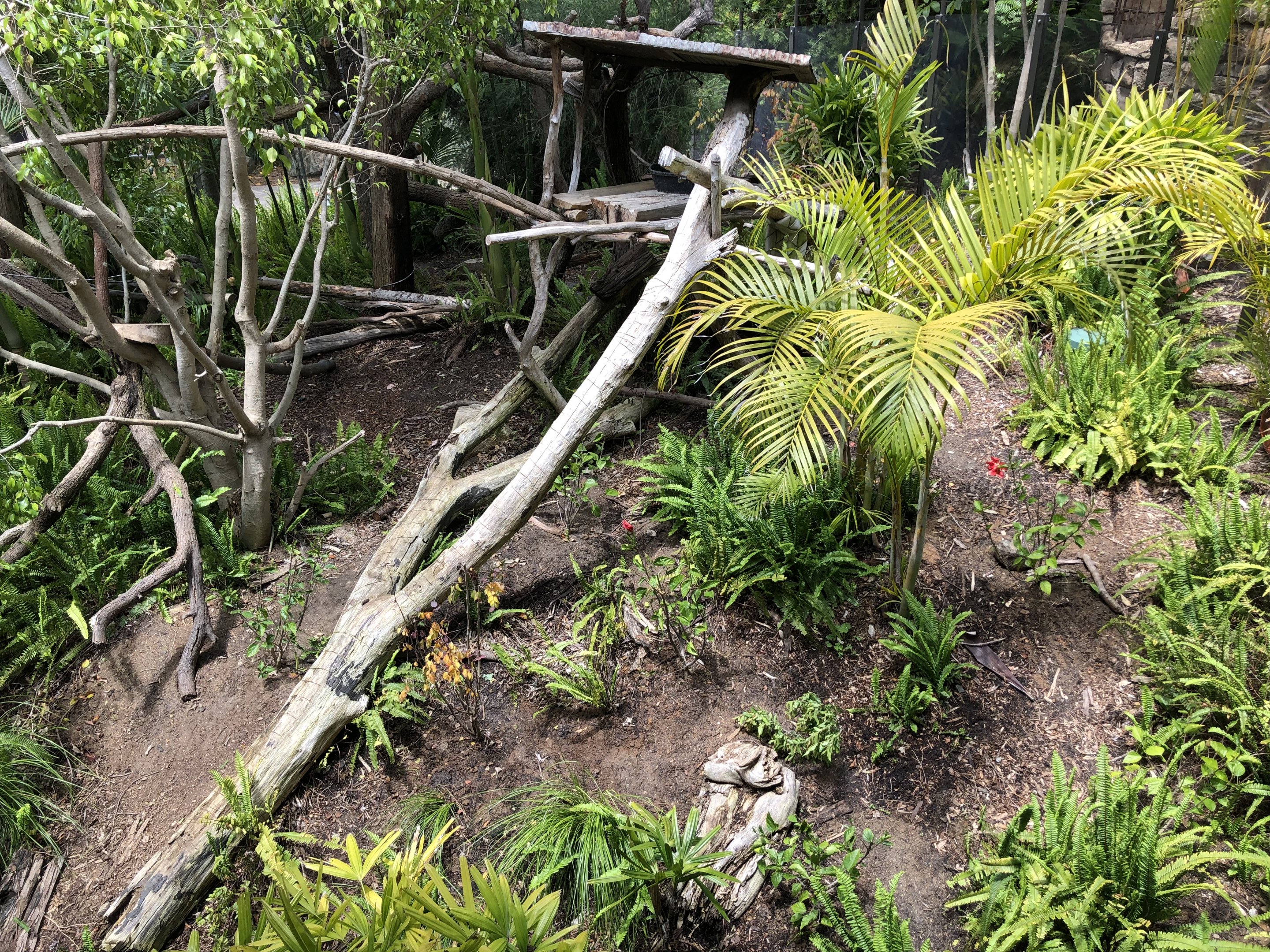 Tree kangaroo exhibit