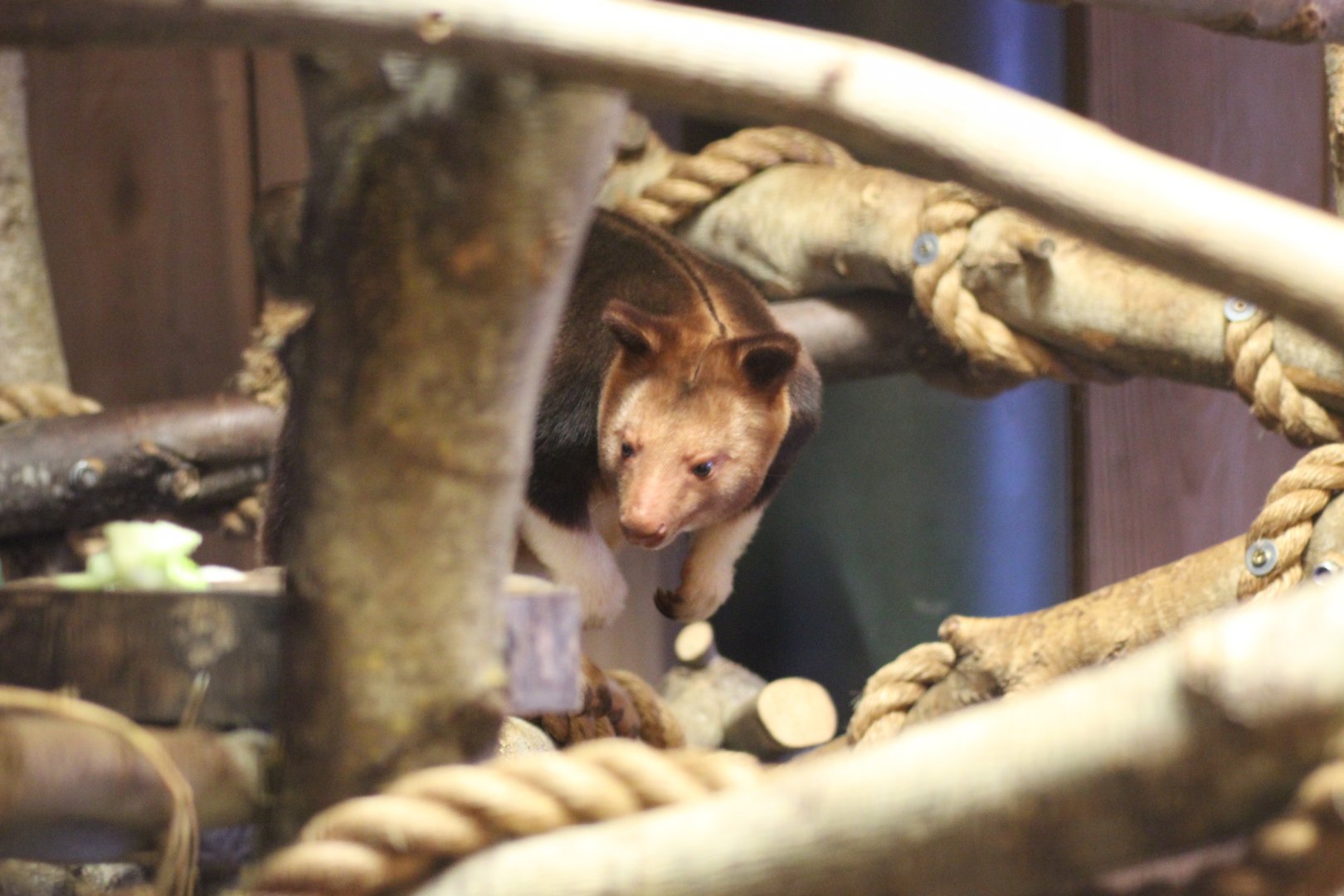 Tree Kangaroo, from view inside house