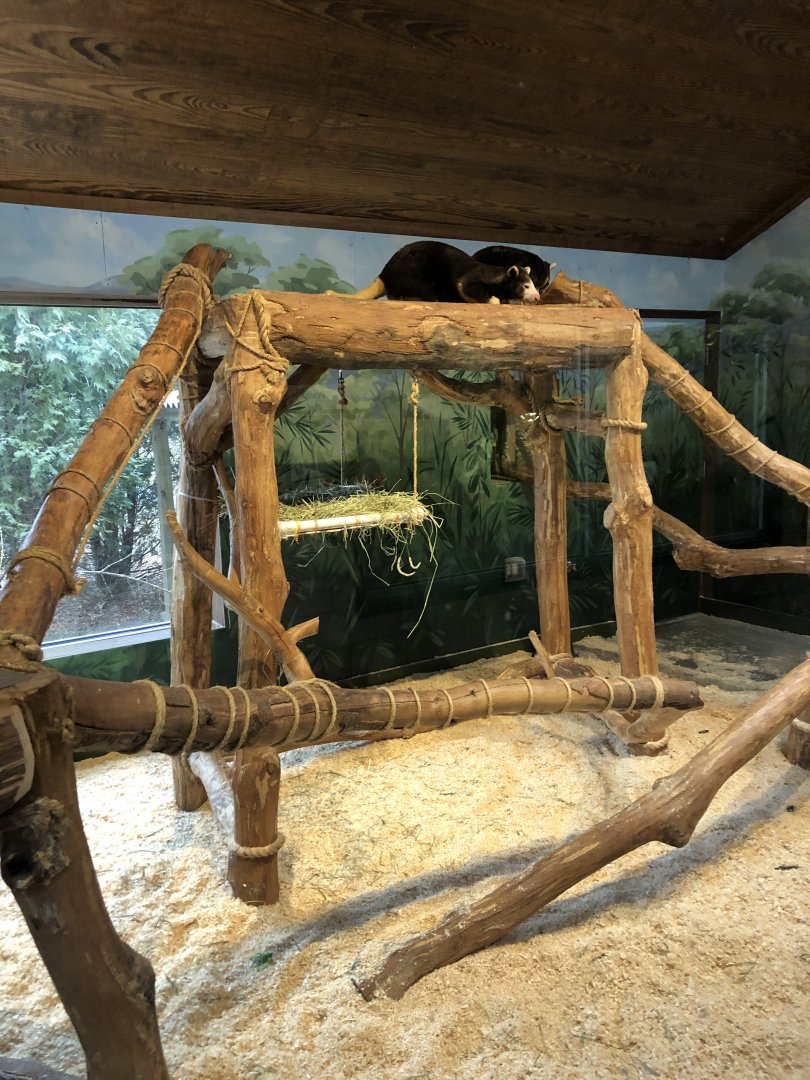 Tree Kangaroo Habitat - Feb, 2020