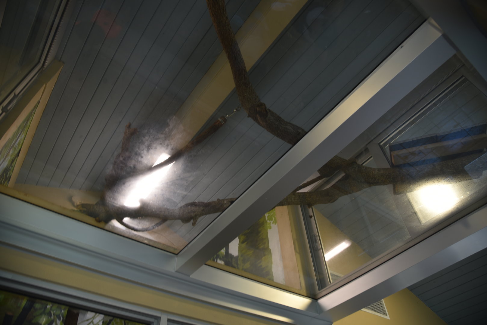 Tree Kangaroo Habitat