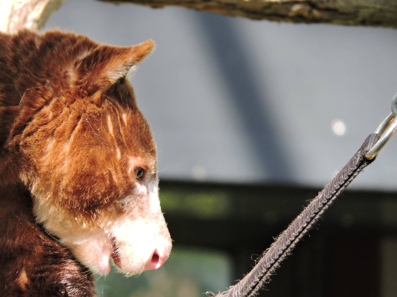 Tree Kangaroo - Harrington