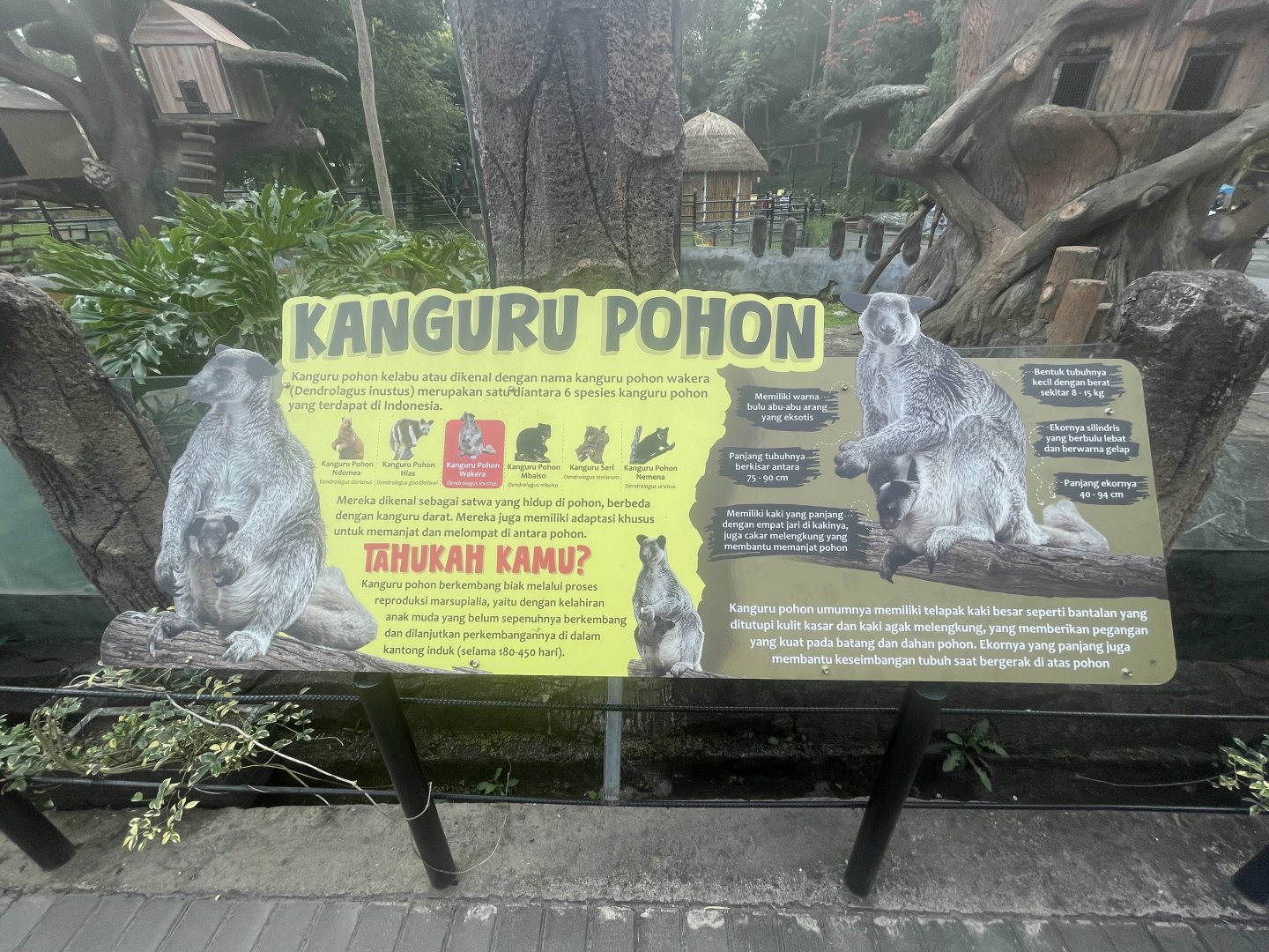 tree kangaroo info signage