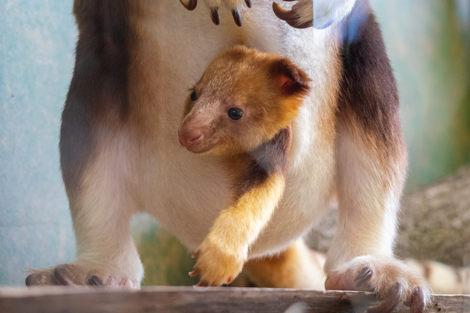 Tree Kangaroo Joey
