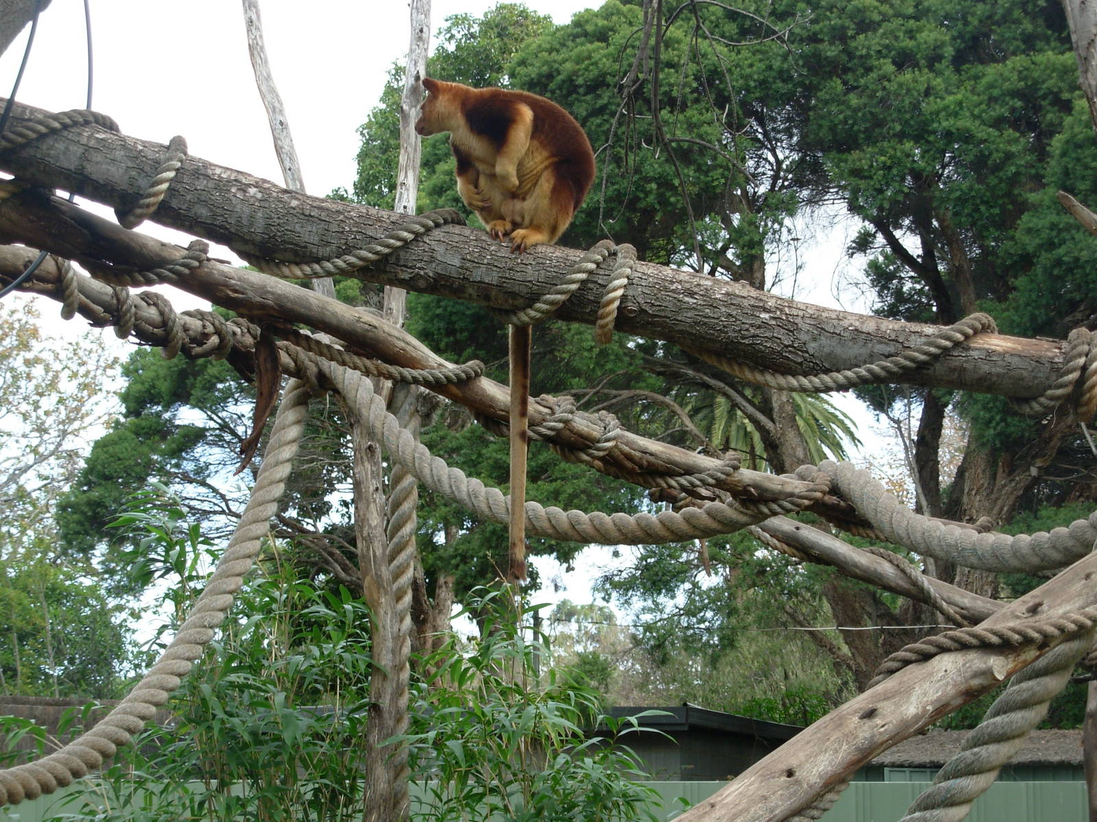 Tree Kangaroo - Melbourne Zoo