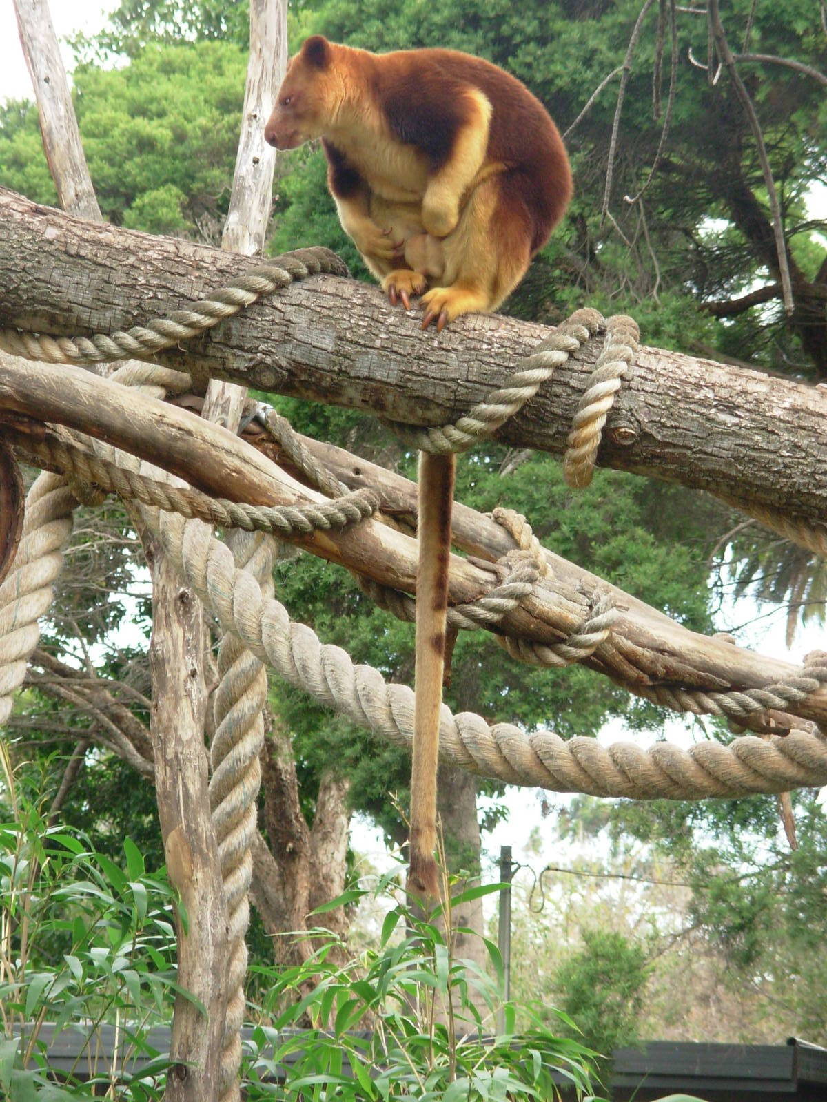 Tree Kangaroo - Melbourne Zoo