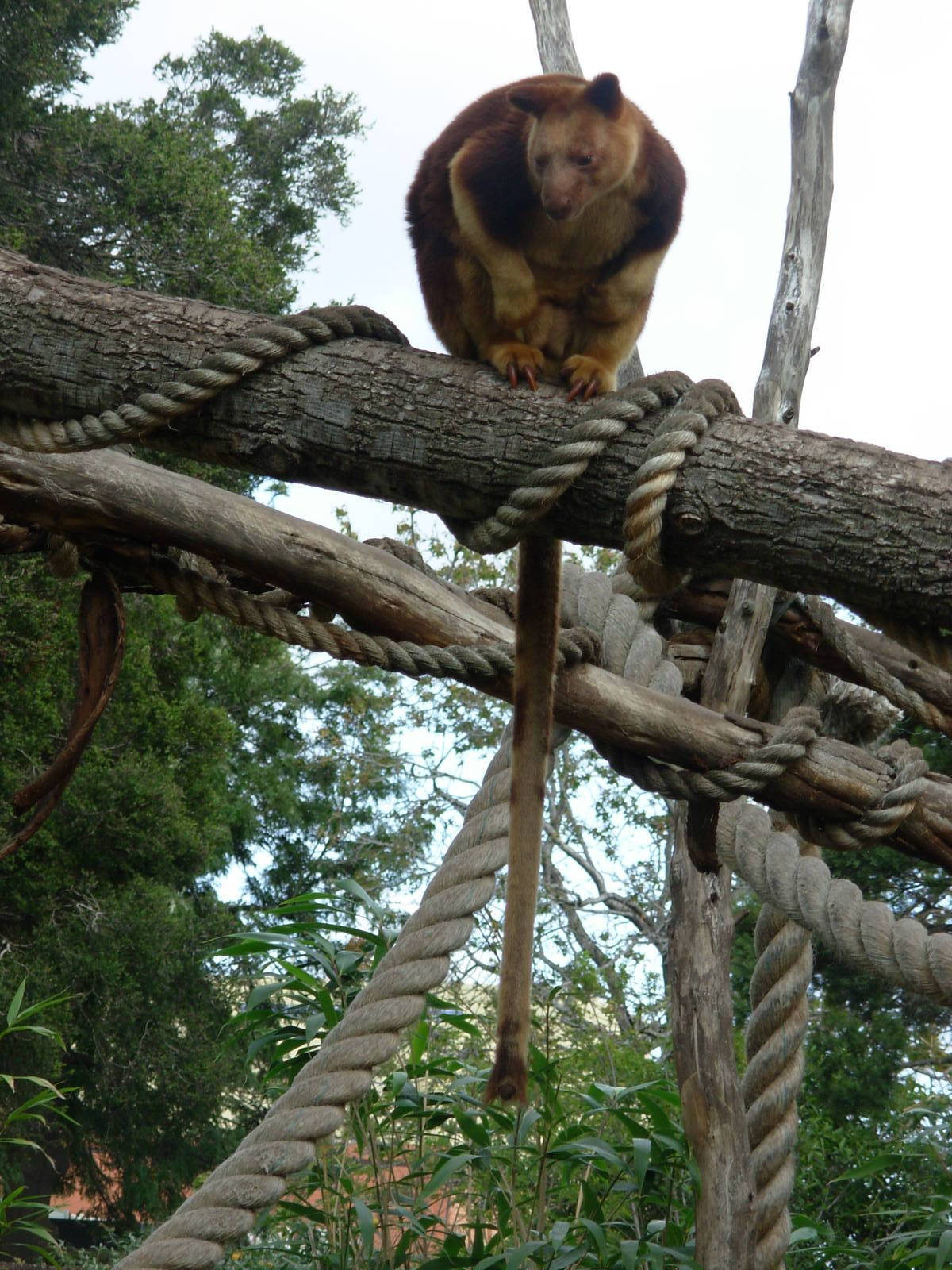 Tree Kangaroo - Melbourne Zoo