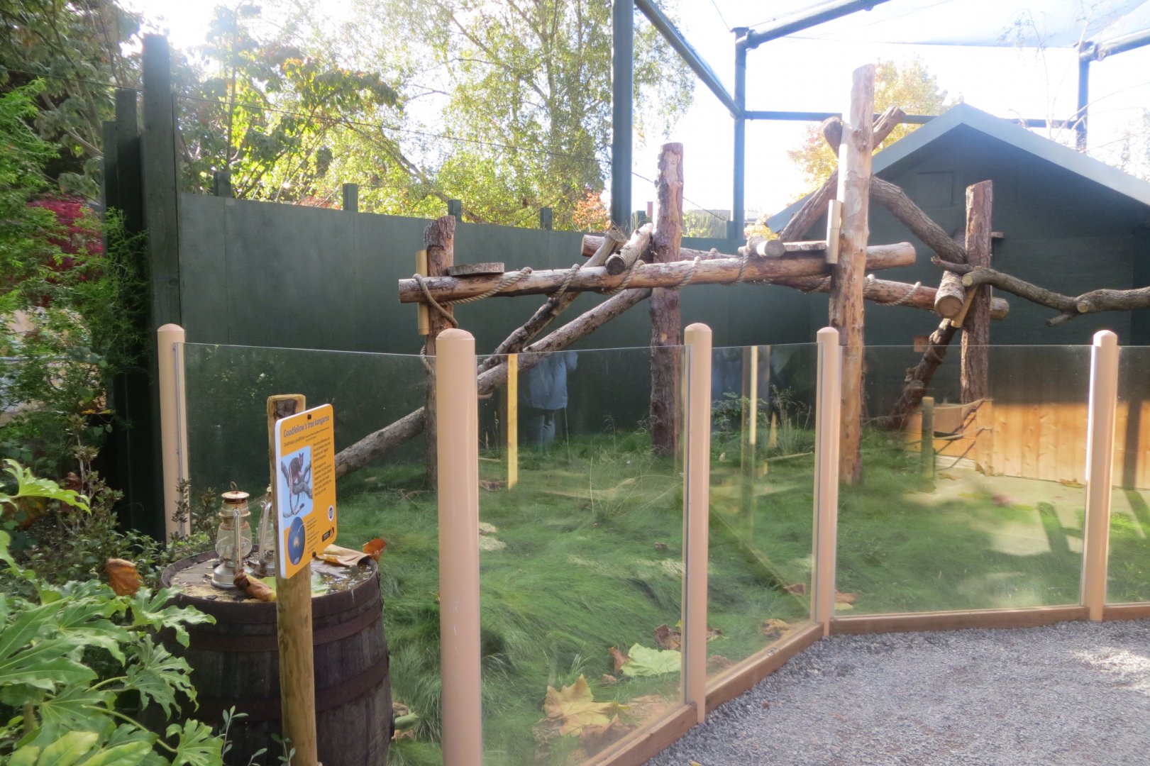 Tree kangaroo outdoors 261018