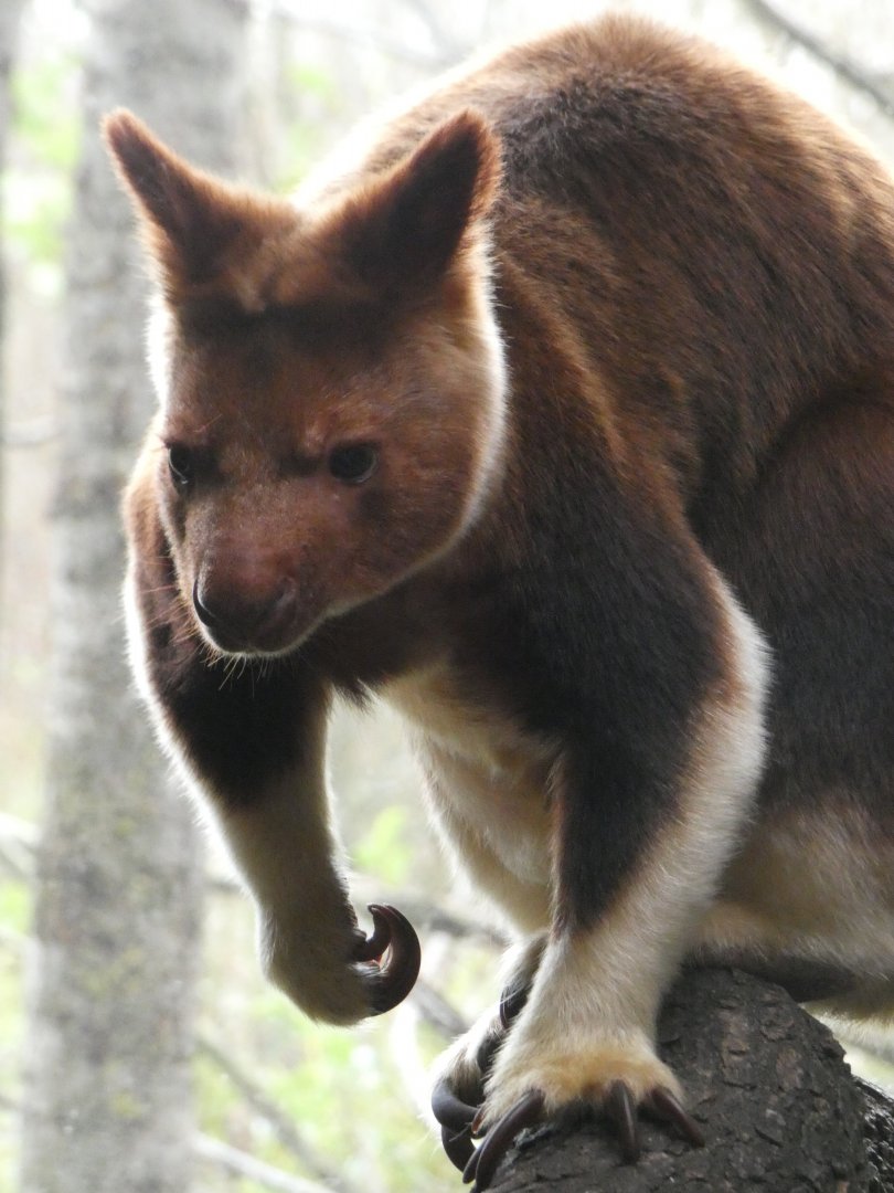 Tree kangaroo portrait