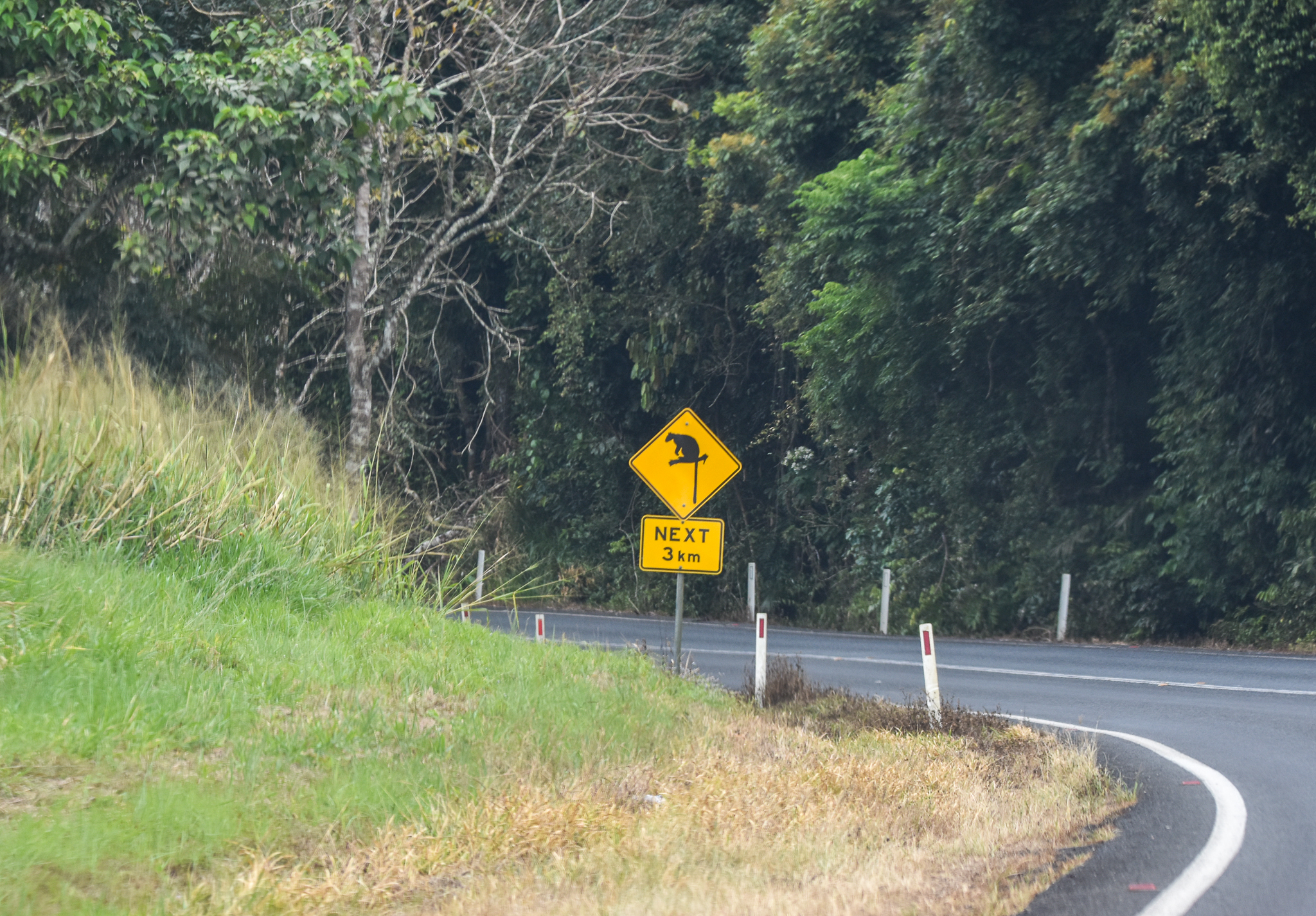 Tree kangaroo road sign