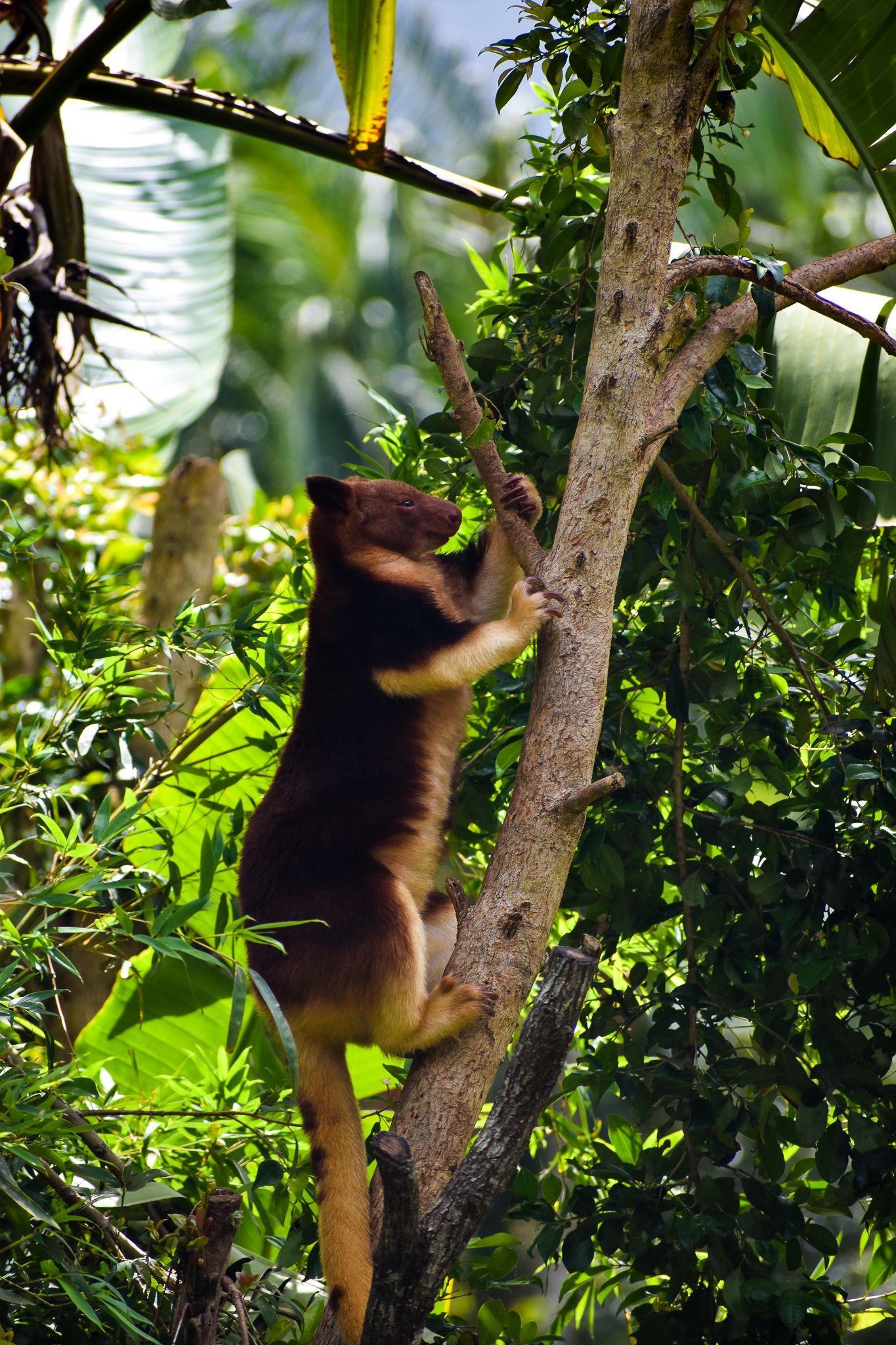 Tree-kangaroo using fully-grown tree